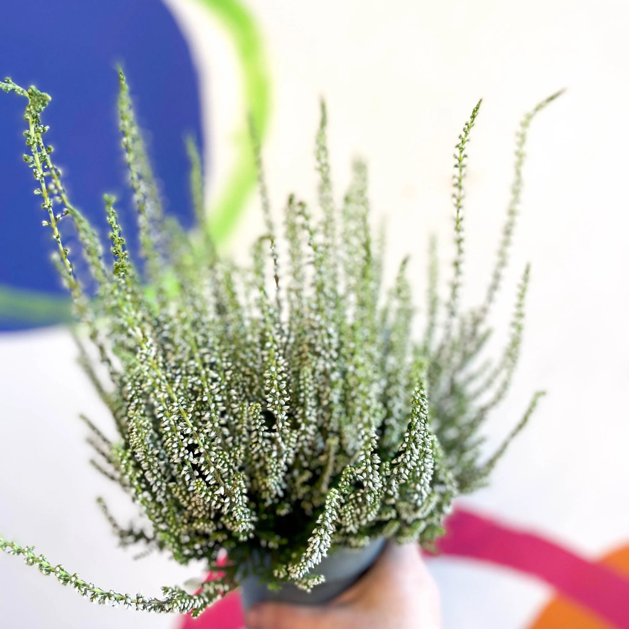 Calluna vulgaris 'Wibos Weiss' - Heather - Image 4