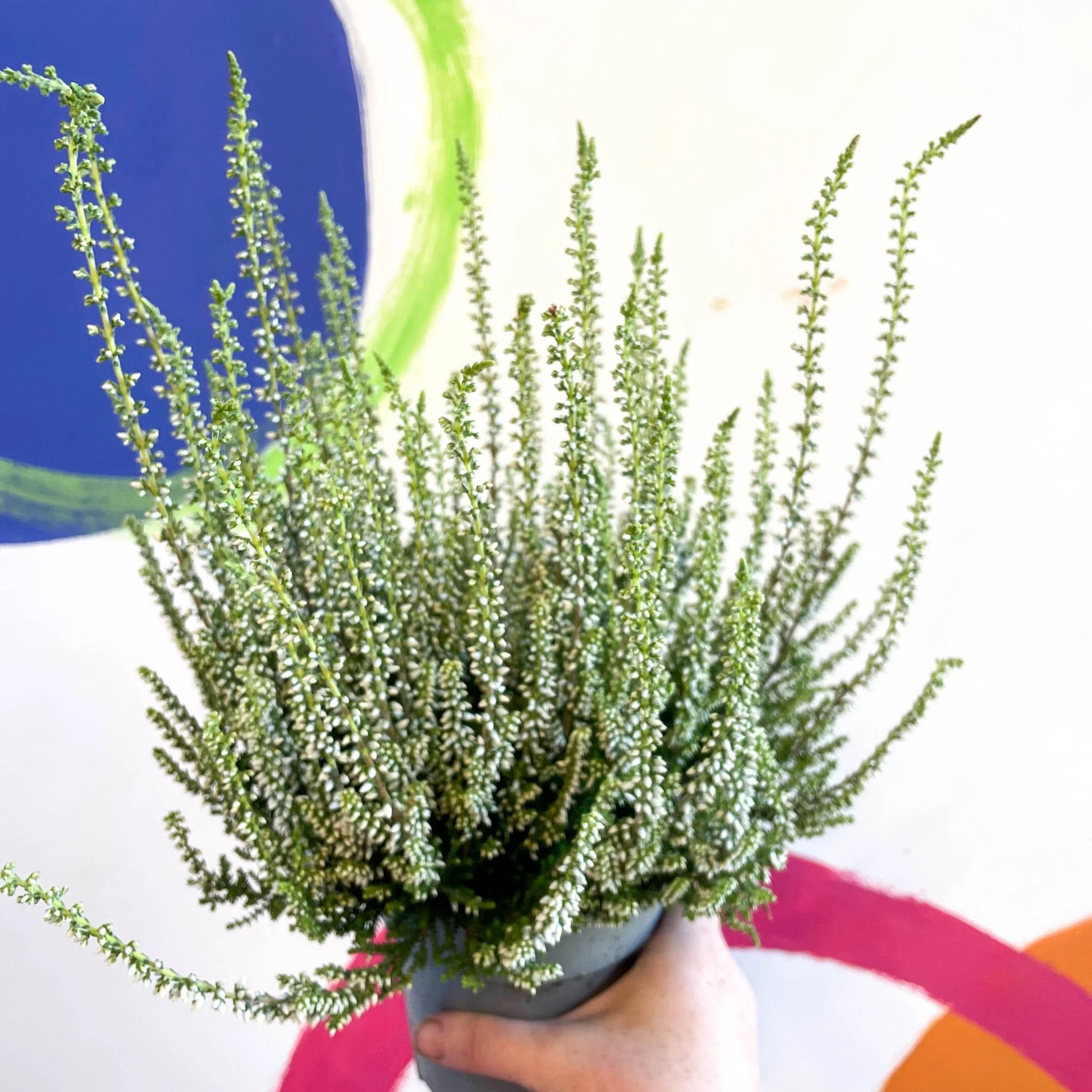 Calluna vulgaris 'Wibos Weiss' - Heather - Image 5