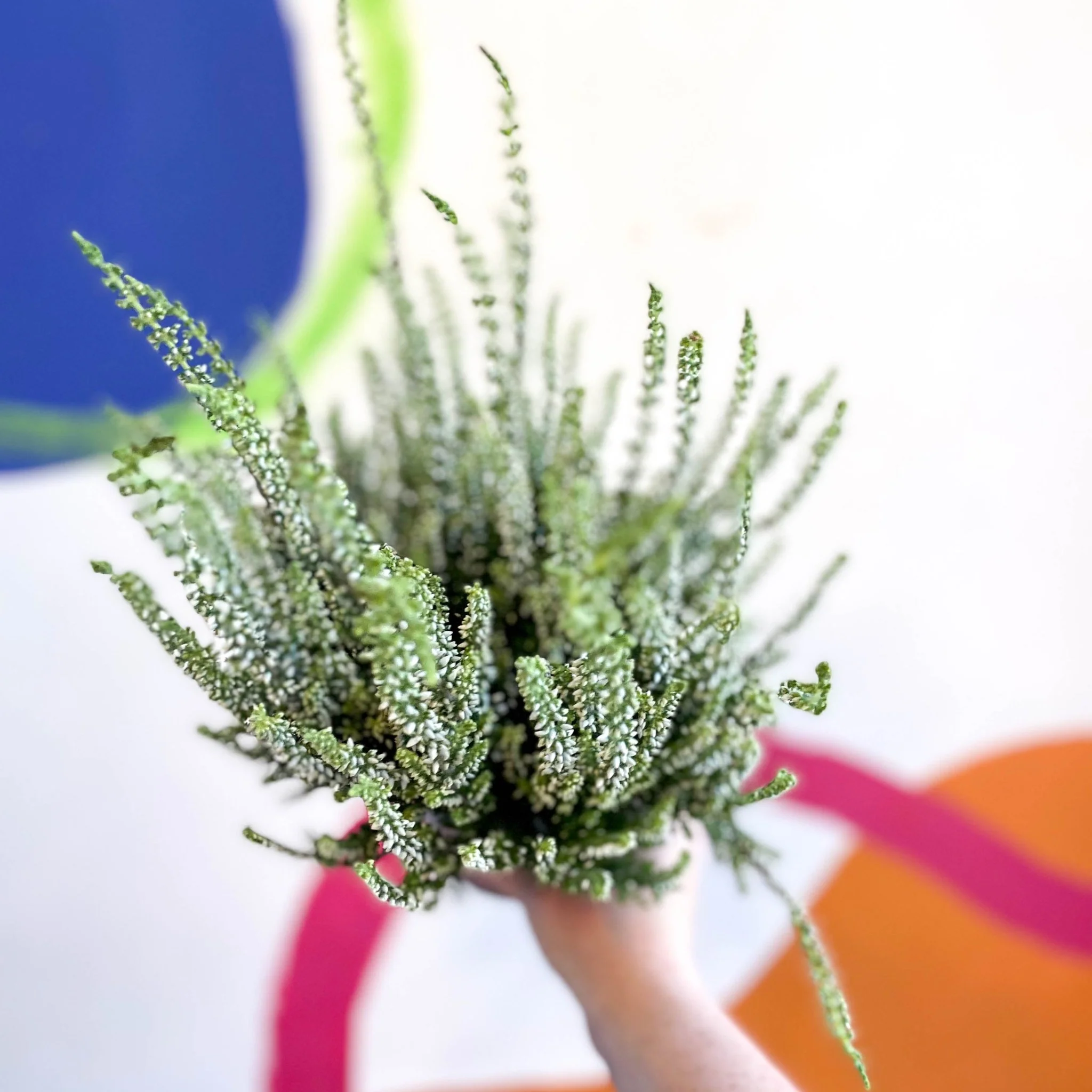Calluna vulgaris 'Wibos Weiss' - Heather - Image 6