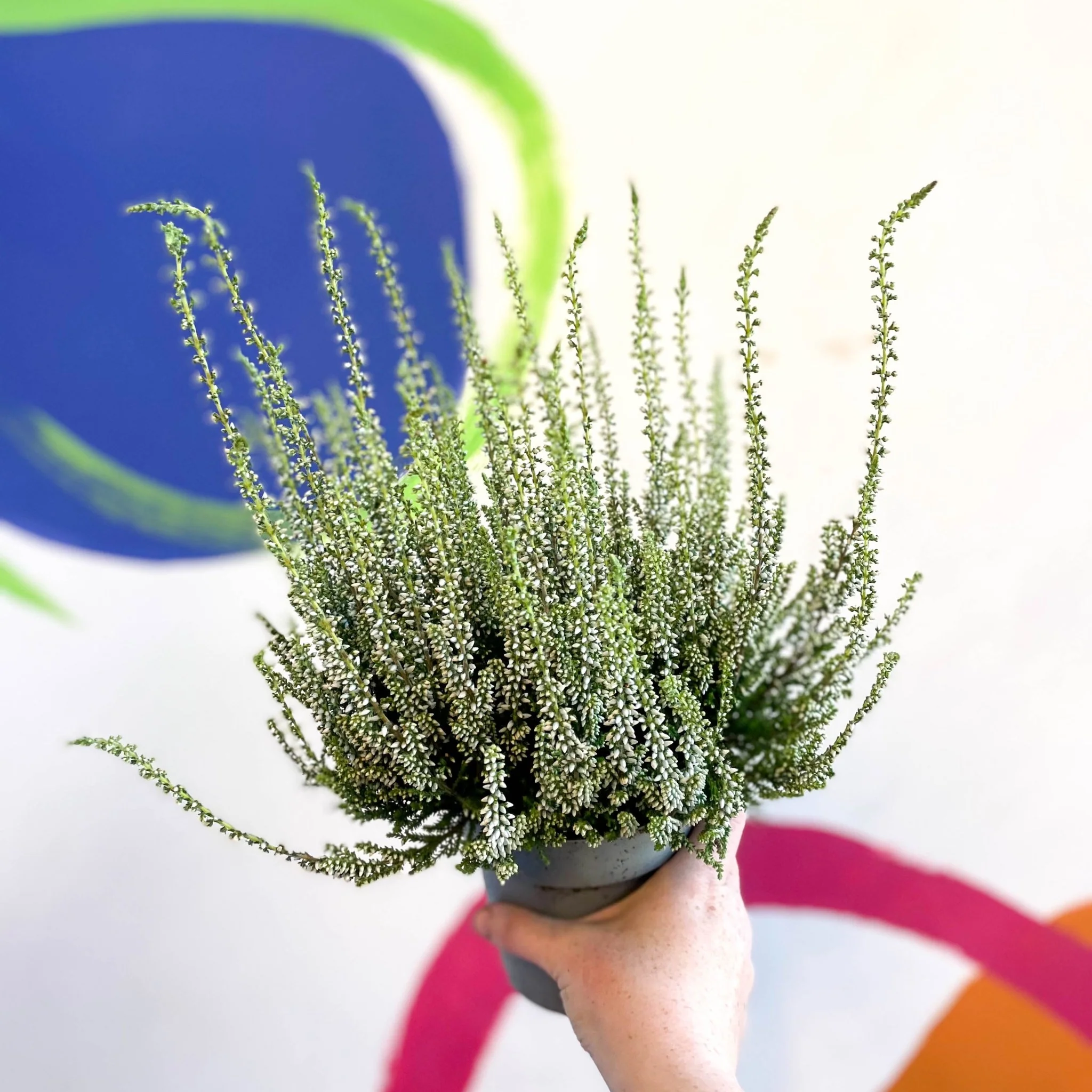 Calluna vulgaris 'Wibos Weiss' - Heather - Image 7