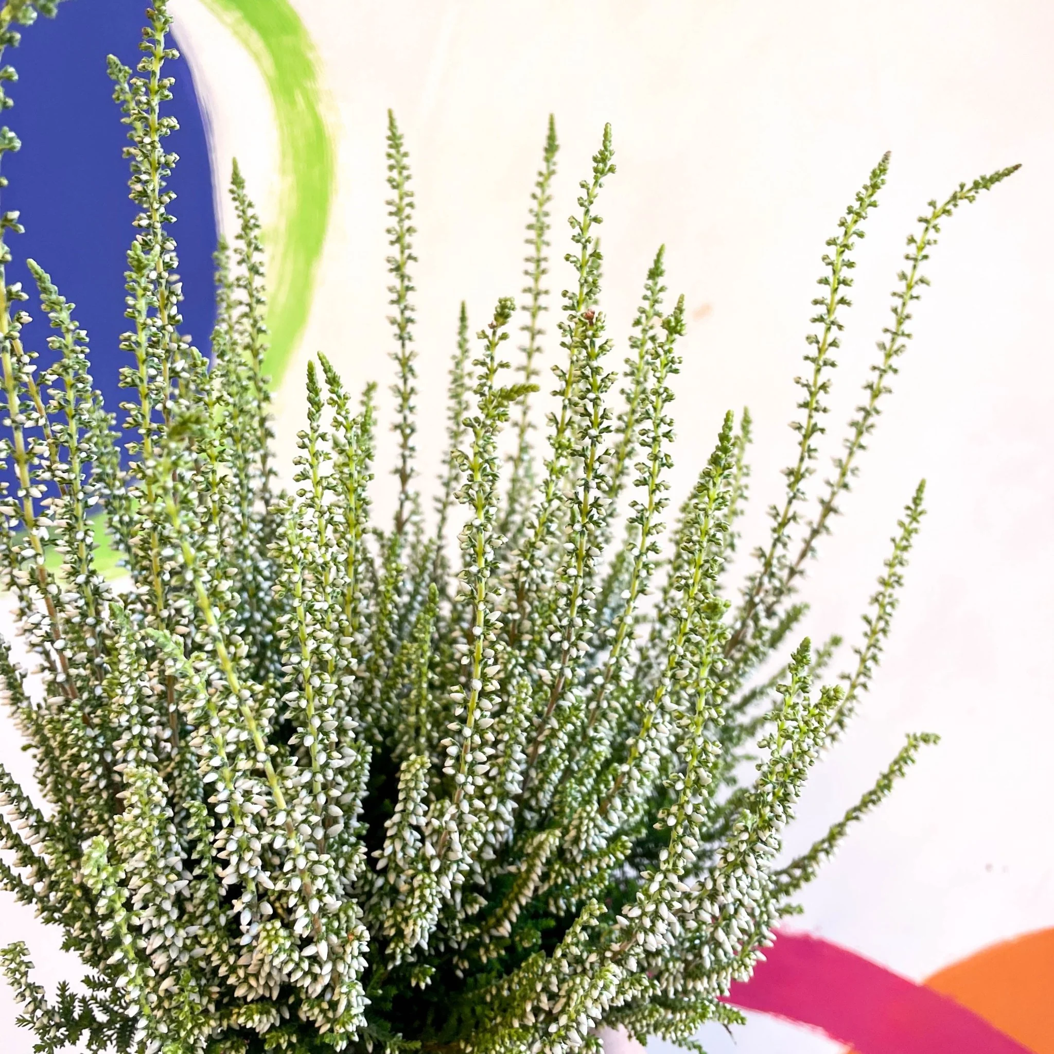 Calluna vulgaris 'Wibos Weiss' - Heather - Image 8