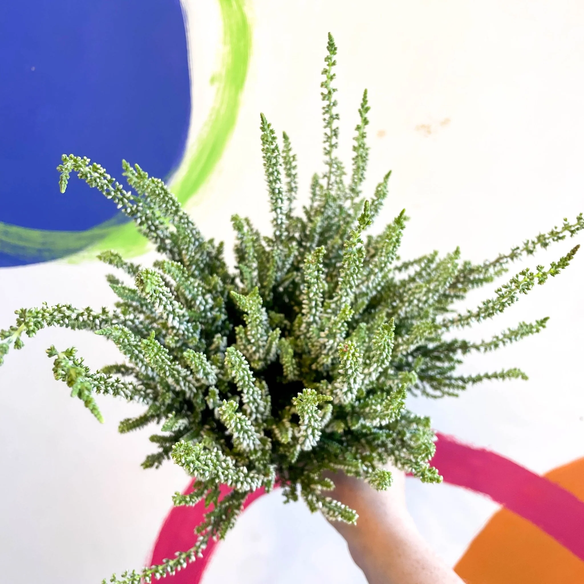 Calluna vulgaris 'Wibos Weiss' - Heather - Image 9