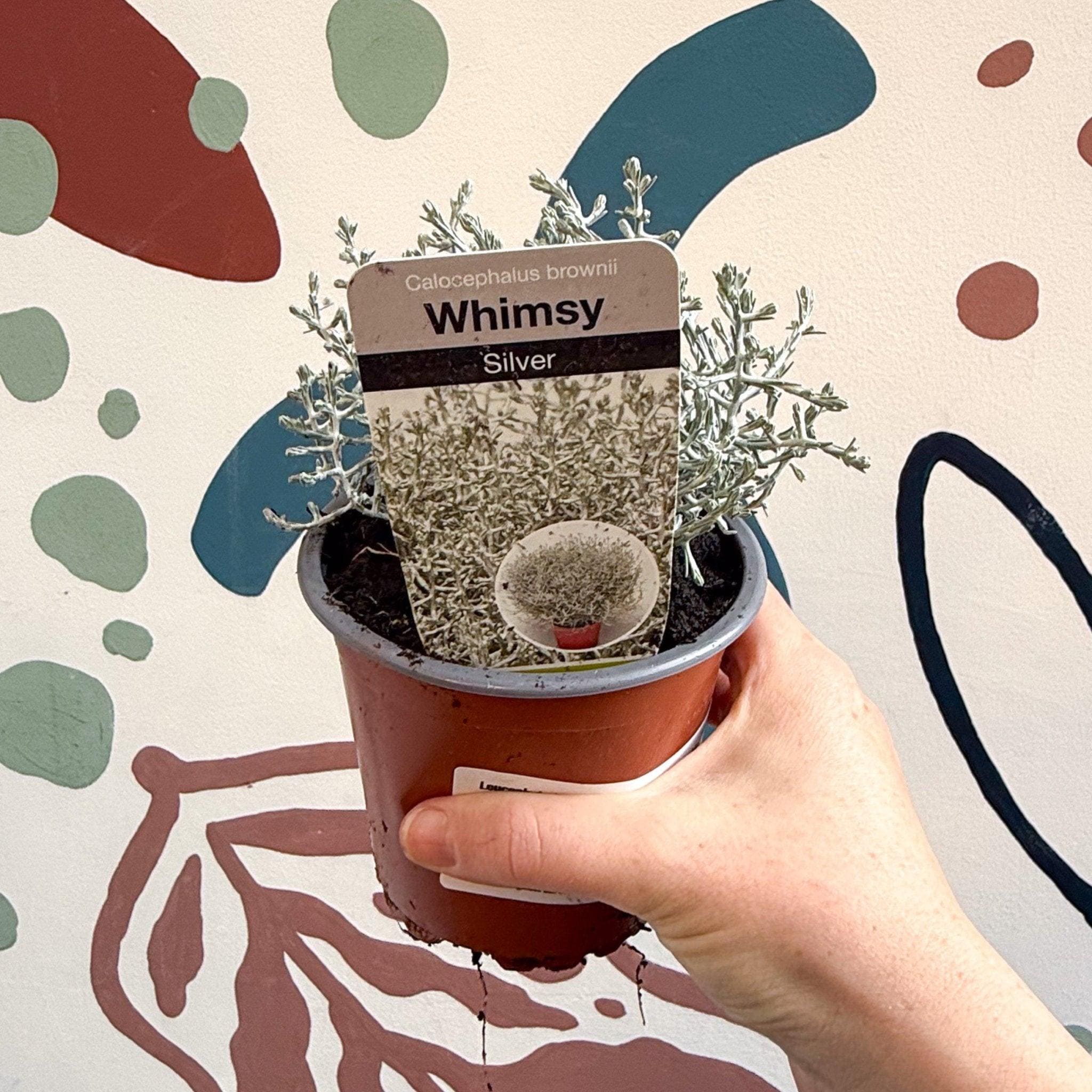 Leucophyta brownii 'Whimsy Silver' - Cushion Bush