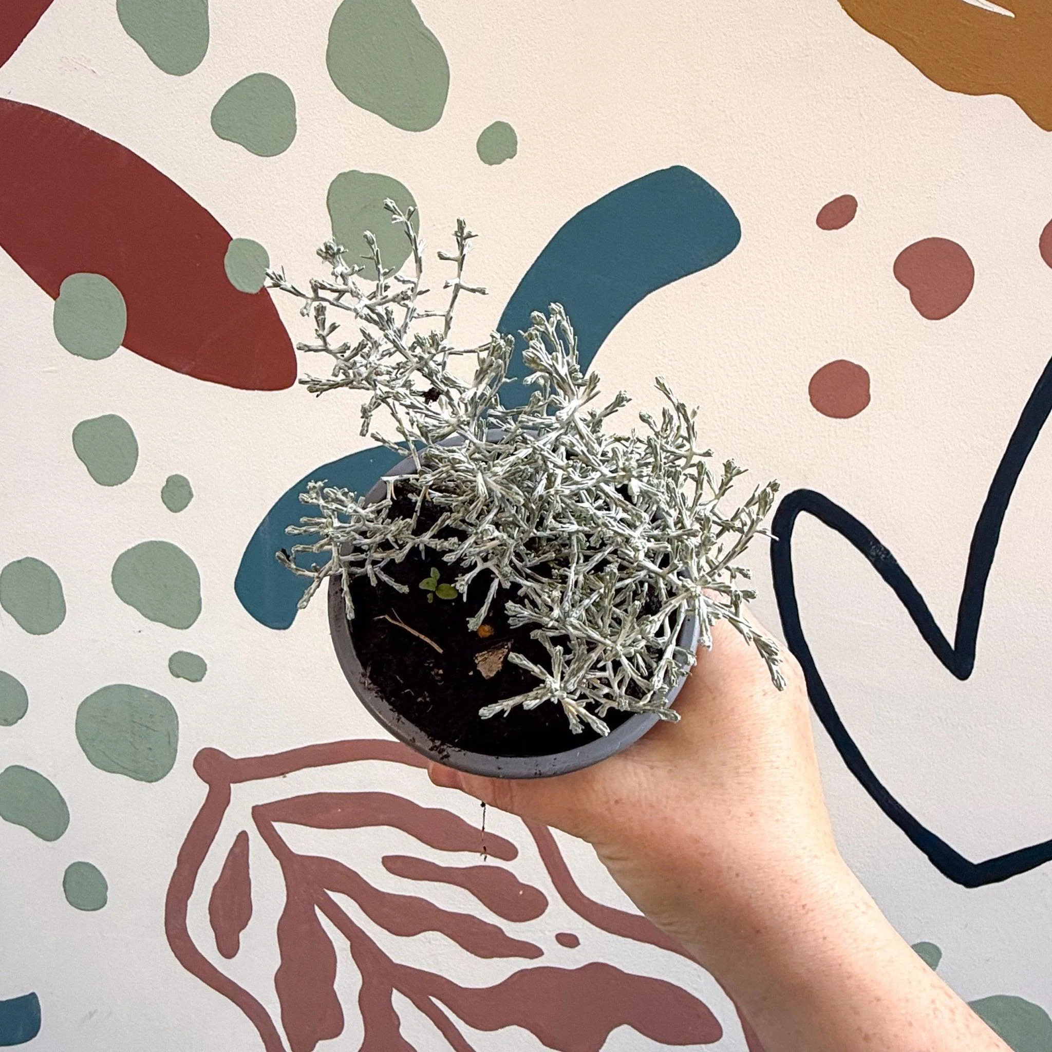 Leucophyta brownii 'Whimsy Silver' - Cushion Bush - Image 3