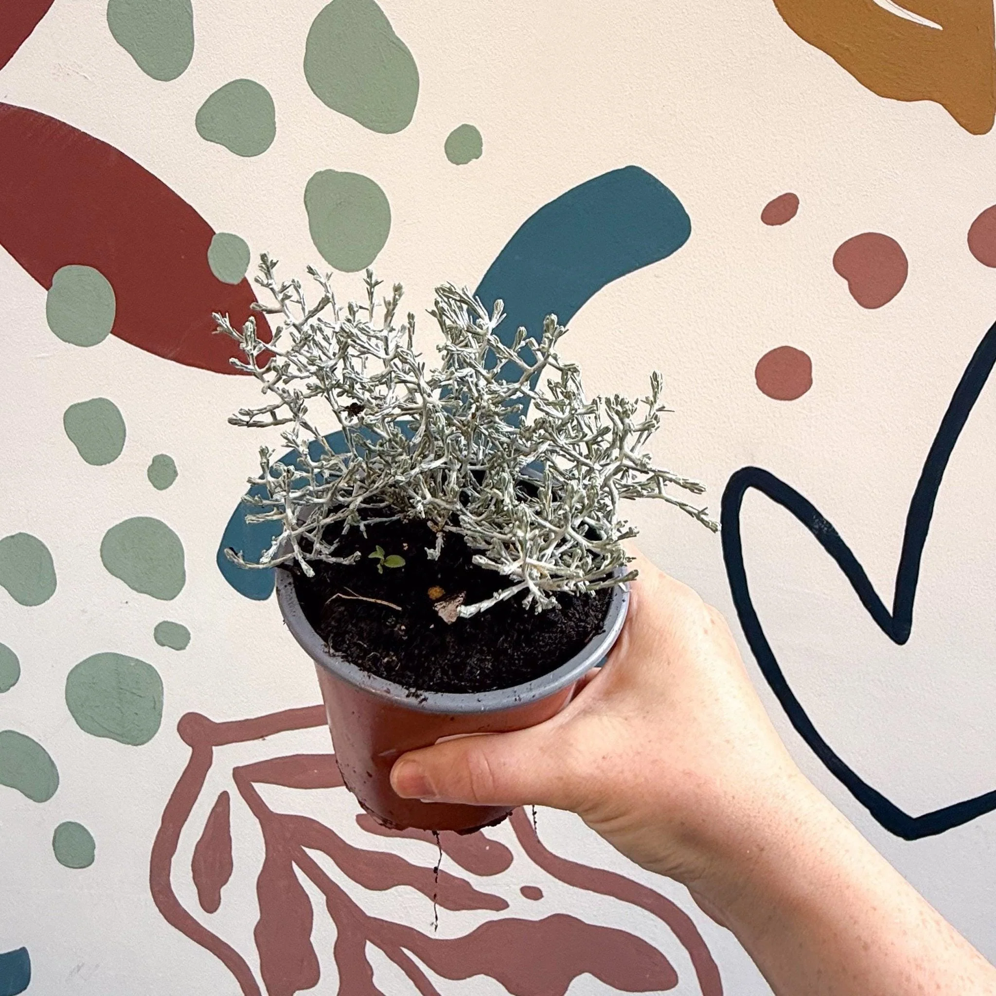 Leucophyta brownii 'Whimsy Silver' - Cushion Bush - Image 4