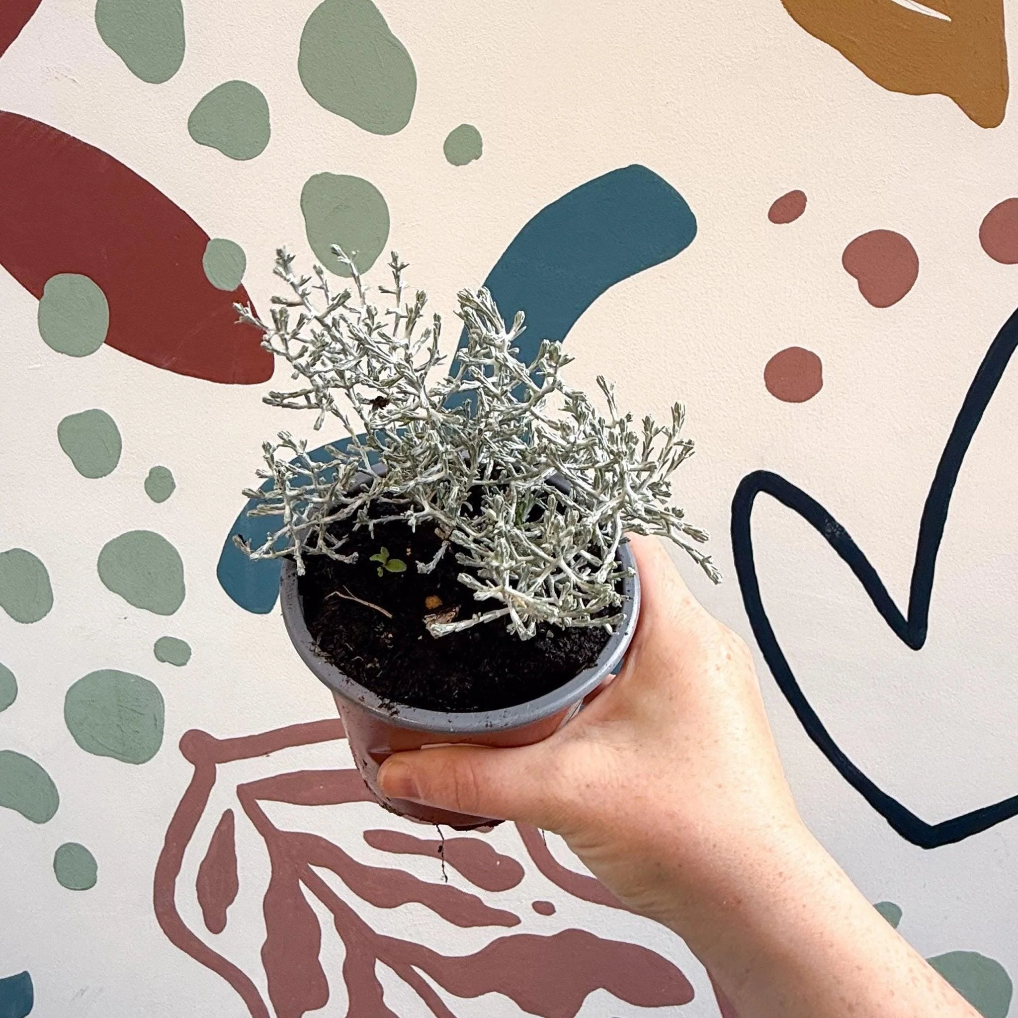 Leucophyta brownii 'Whimsy Silver' - Cushion Bush - Image 6