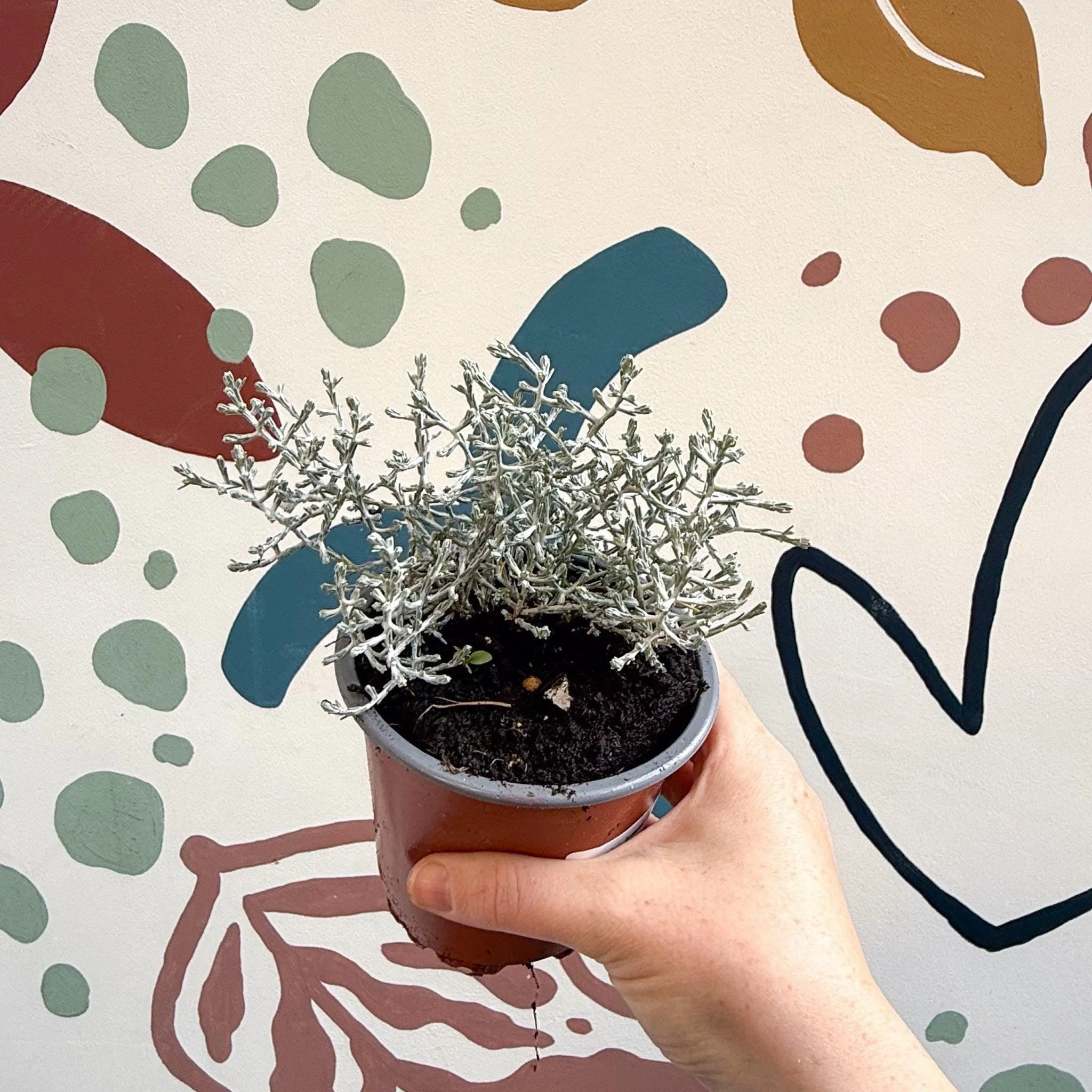 Leucophyta brownii 'Whimsy Silver' - Cushion Bush - Image 9
