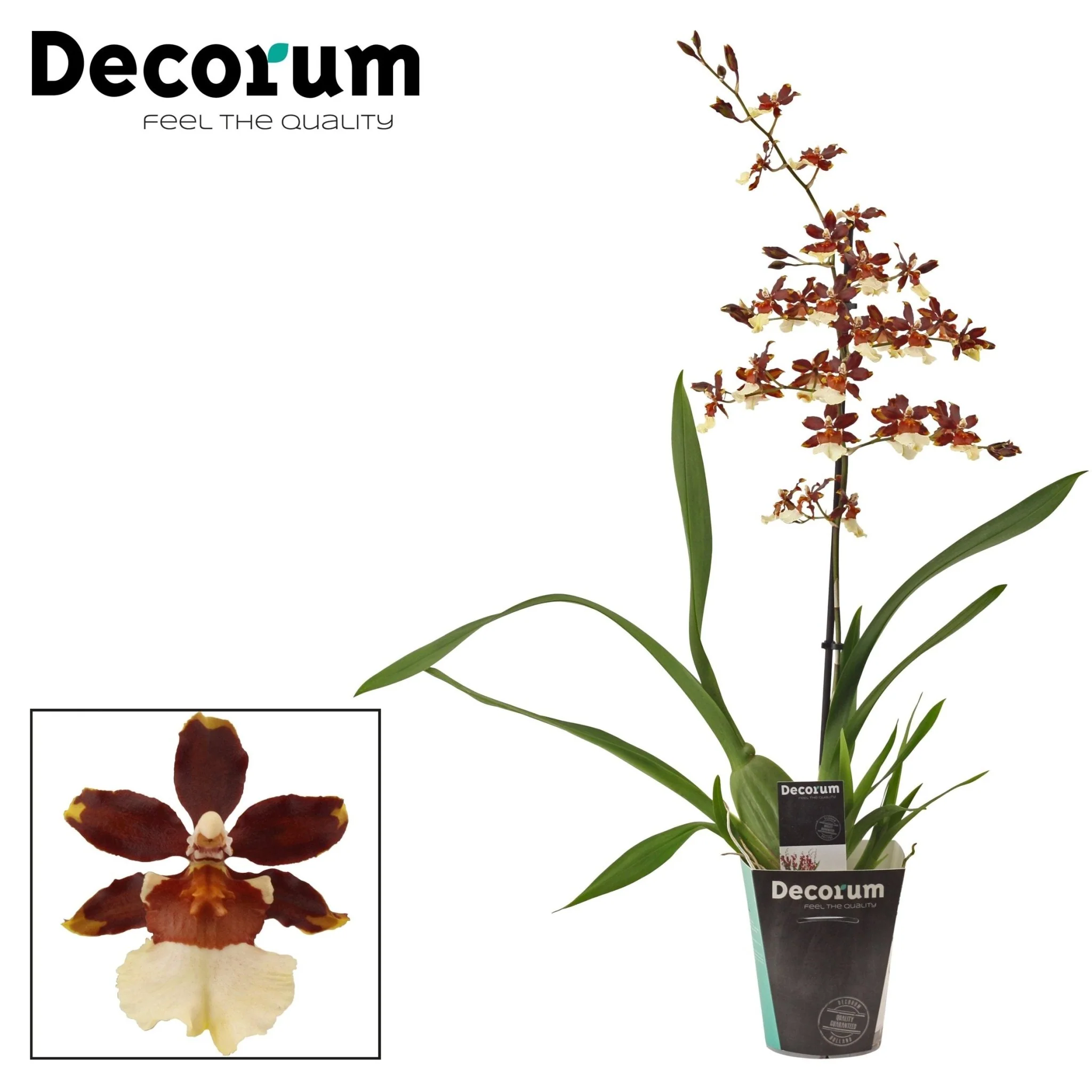 xColmanara ‘Bonfire’ - Cambria Orchid