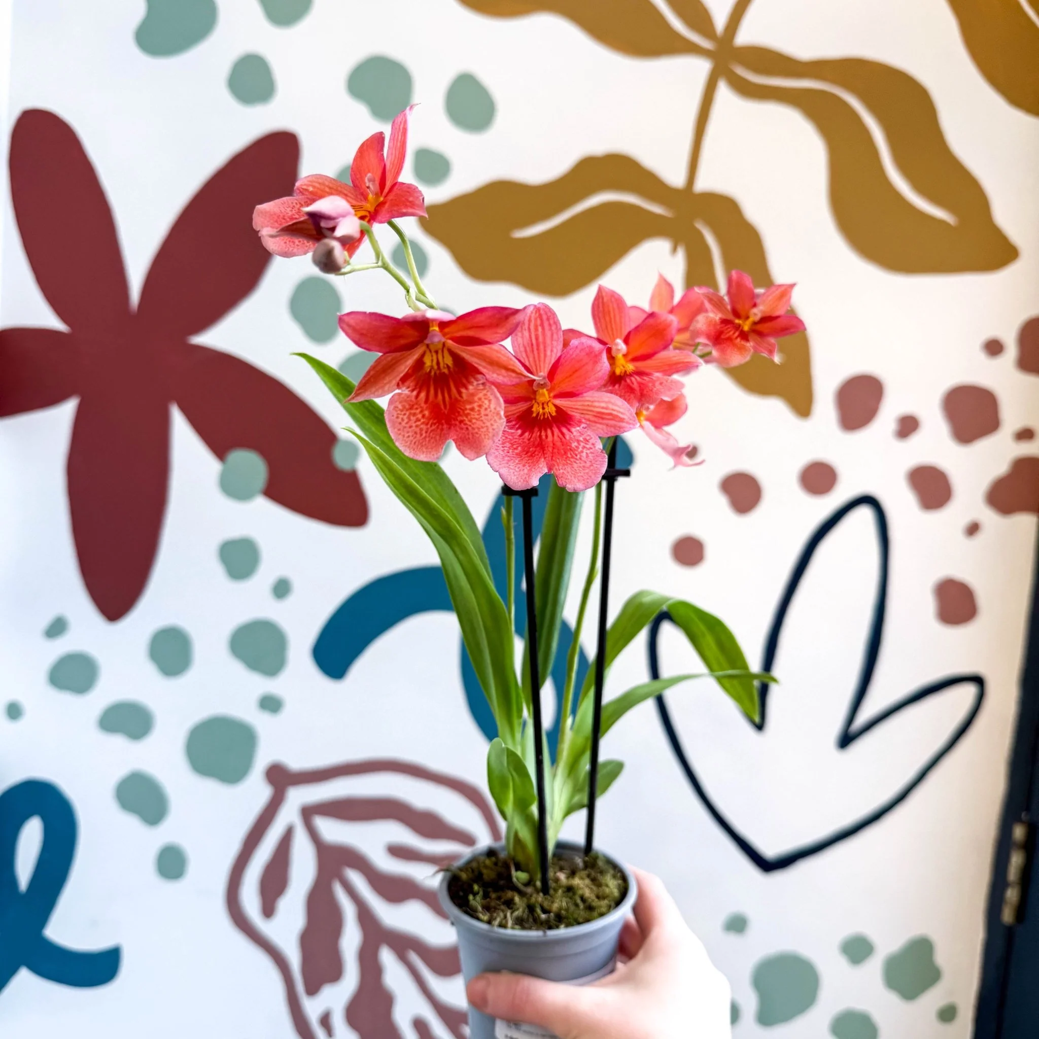 Oncidopsis x ‘Pink Nelly Isler’ – Pink Cambria Orchid