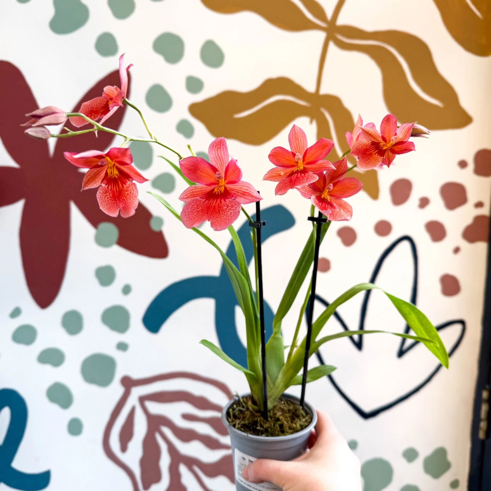 Oncidopsis x ‘Pink Nelly Isler’ – Pink Cambria Orchid - Image 11
