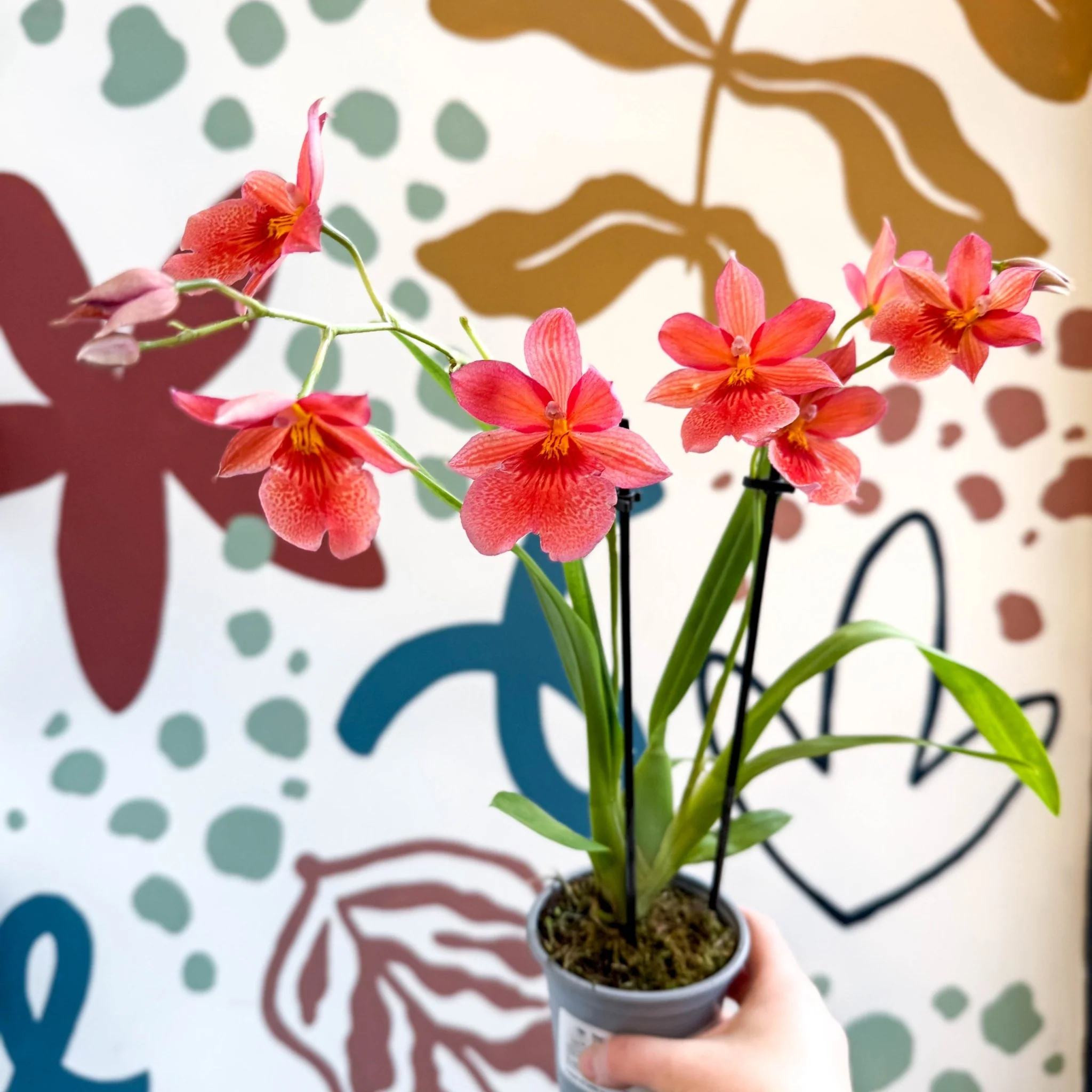 Oncidopsis x ‘Pink Nelly Isler’ – Pink Cambria Orchid - Image 12