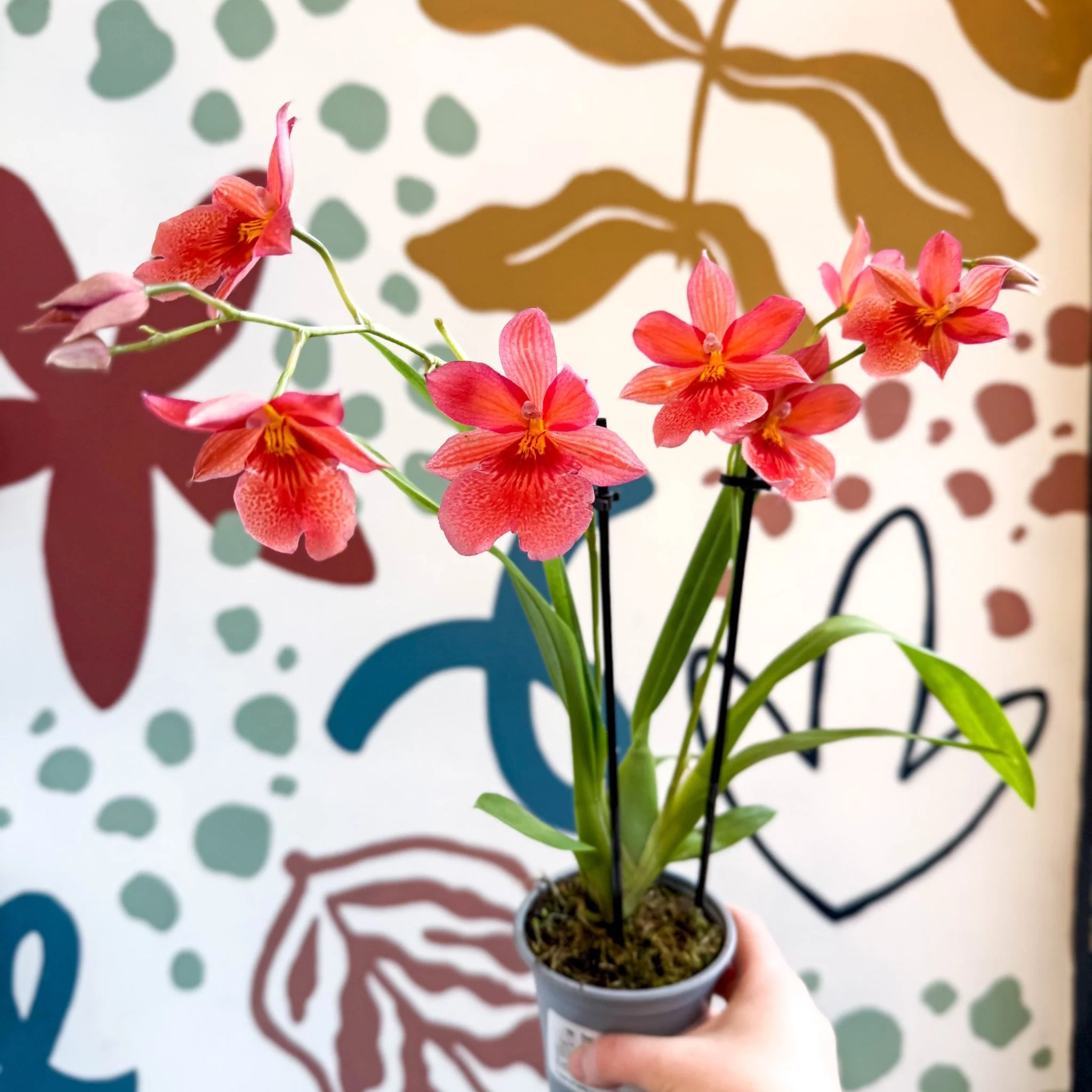 Oncidopsis x ‘Pink Nelly Isler’ – Pink Cambria Orchid - Image 13