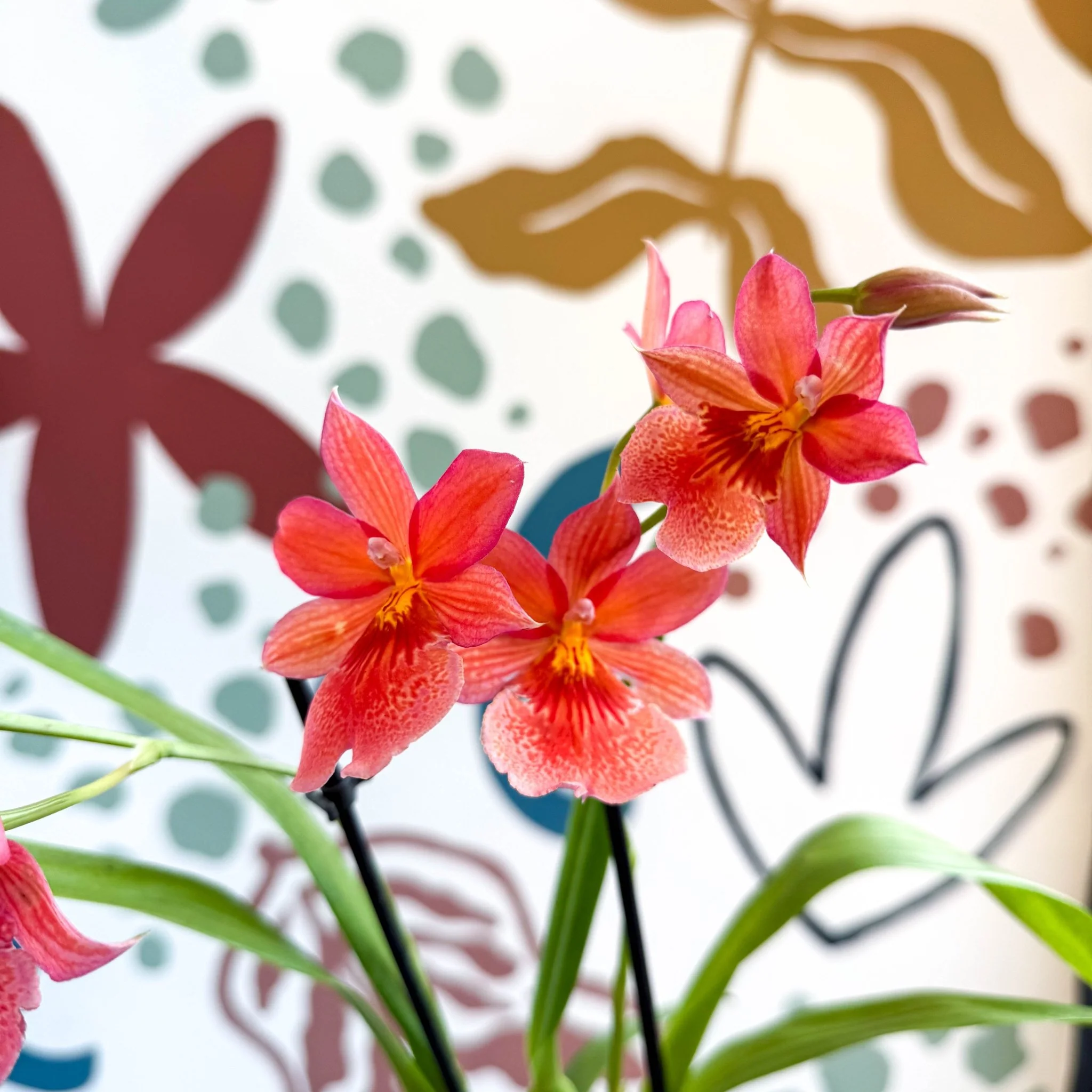 Oncidopsis x ‘Pink Nelly Isler’ – Pink Cambria Orchid - Image 2