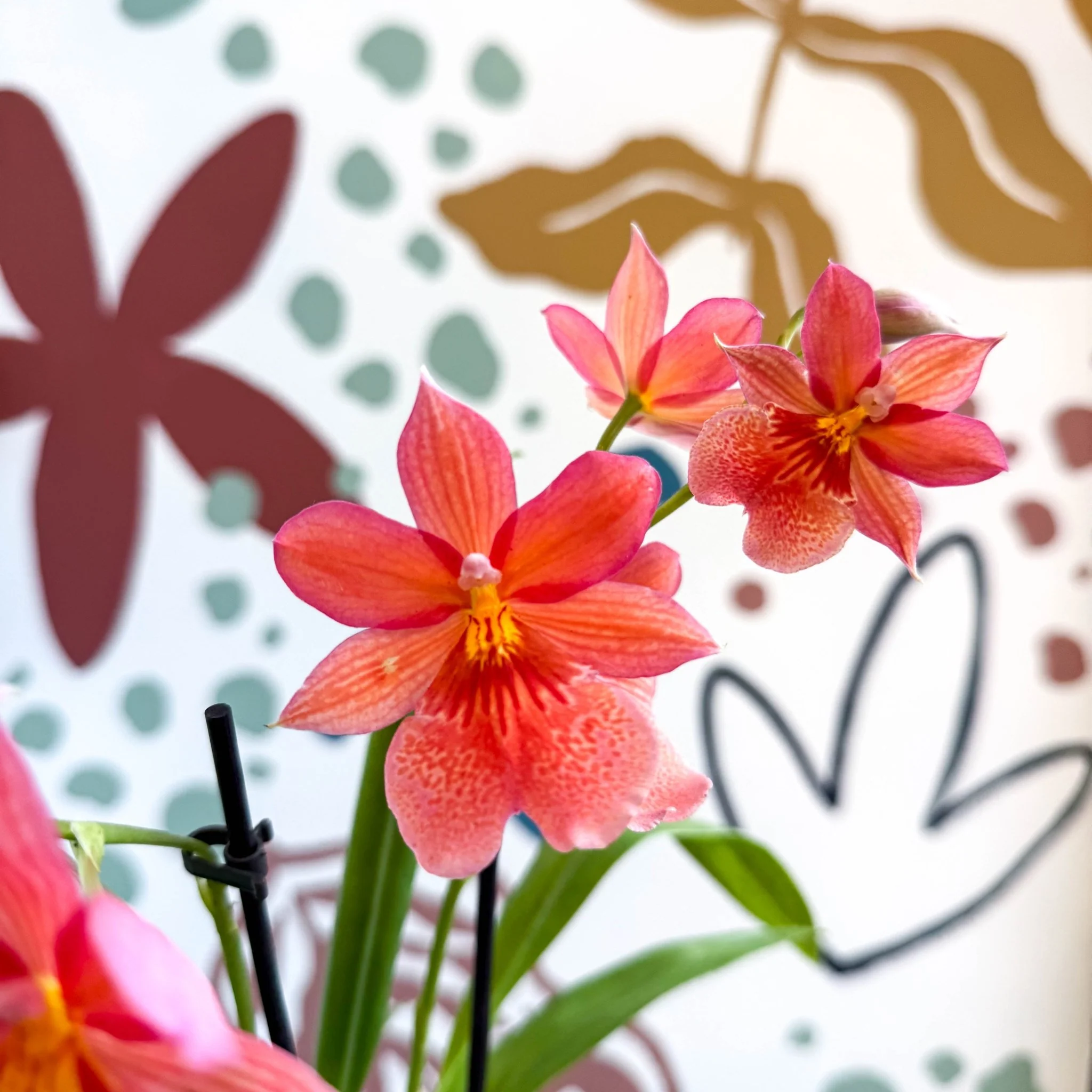 Oncidopsis x ‘Pink Nelly Isler’ – Pink Cambria Orchid - Image 3