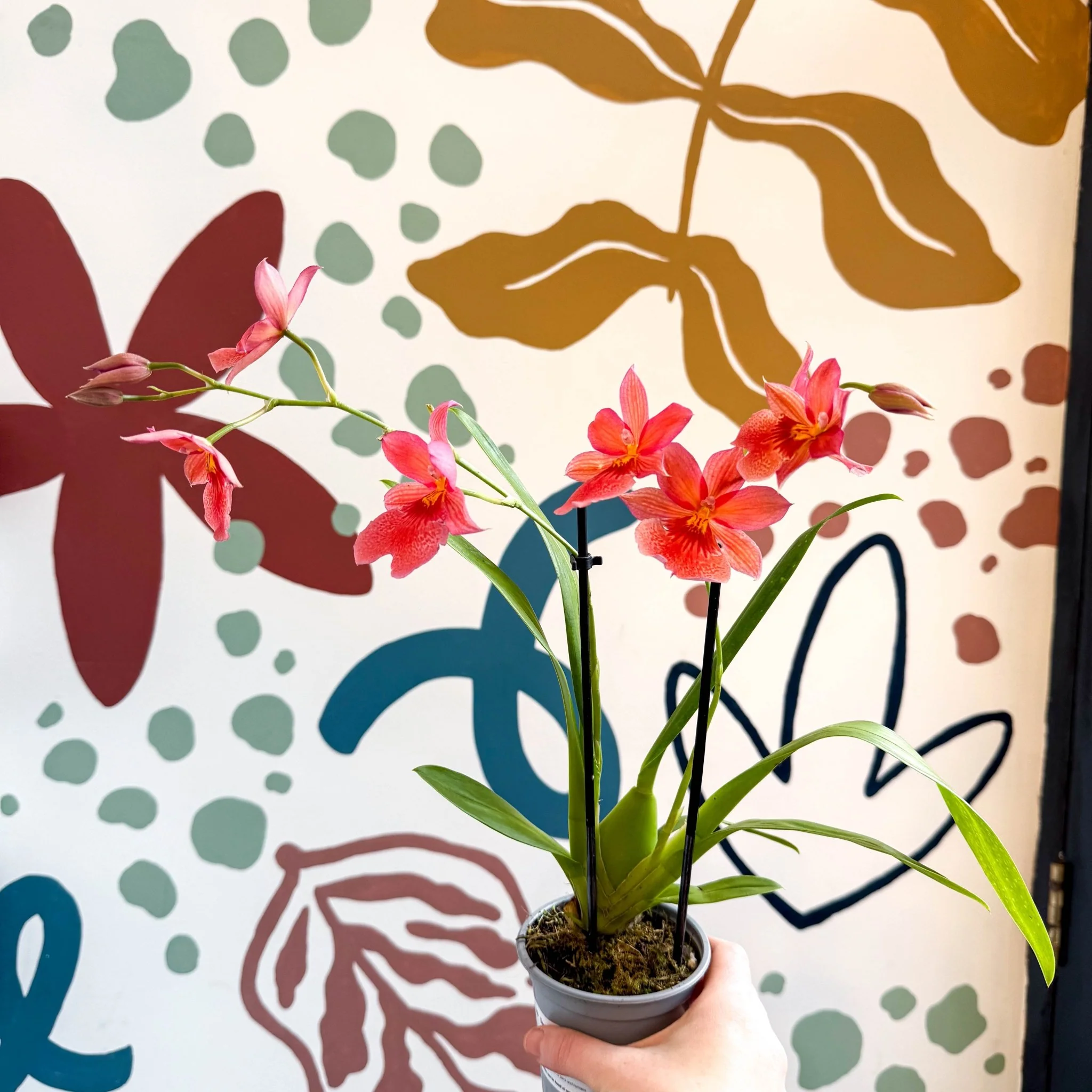 Oncidopsis x ‘Pink Nelly Isler’ – Pink Cambria Orchid - Image 4