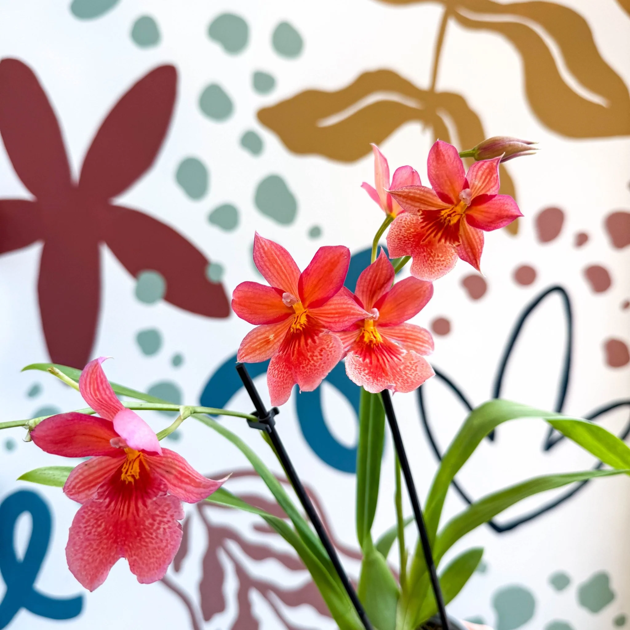 Oncidopsis x ‘Pink Nelly Isler’ – Pink Cambria Orchid - Image 5