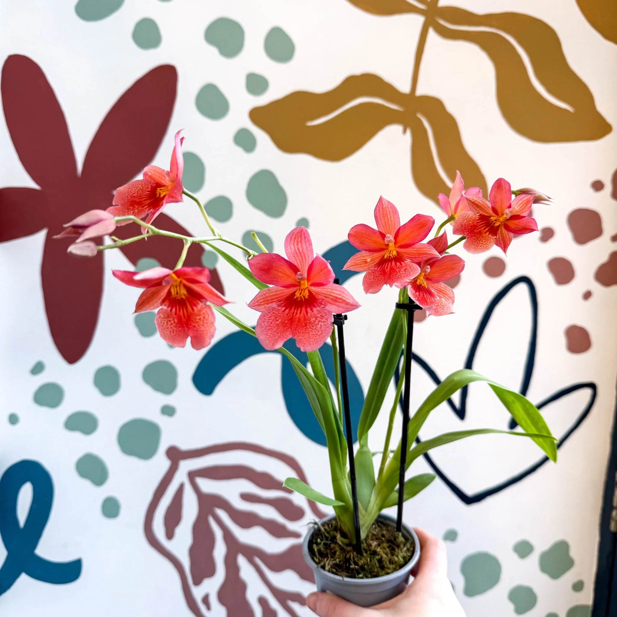 Oncidopsis x ‘Pink Nelly Isler’ – Pink Cambria Orchid - Image 8