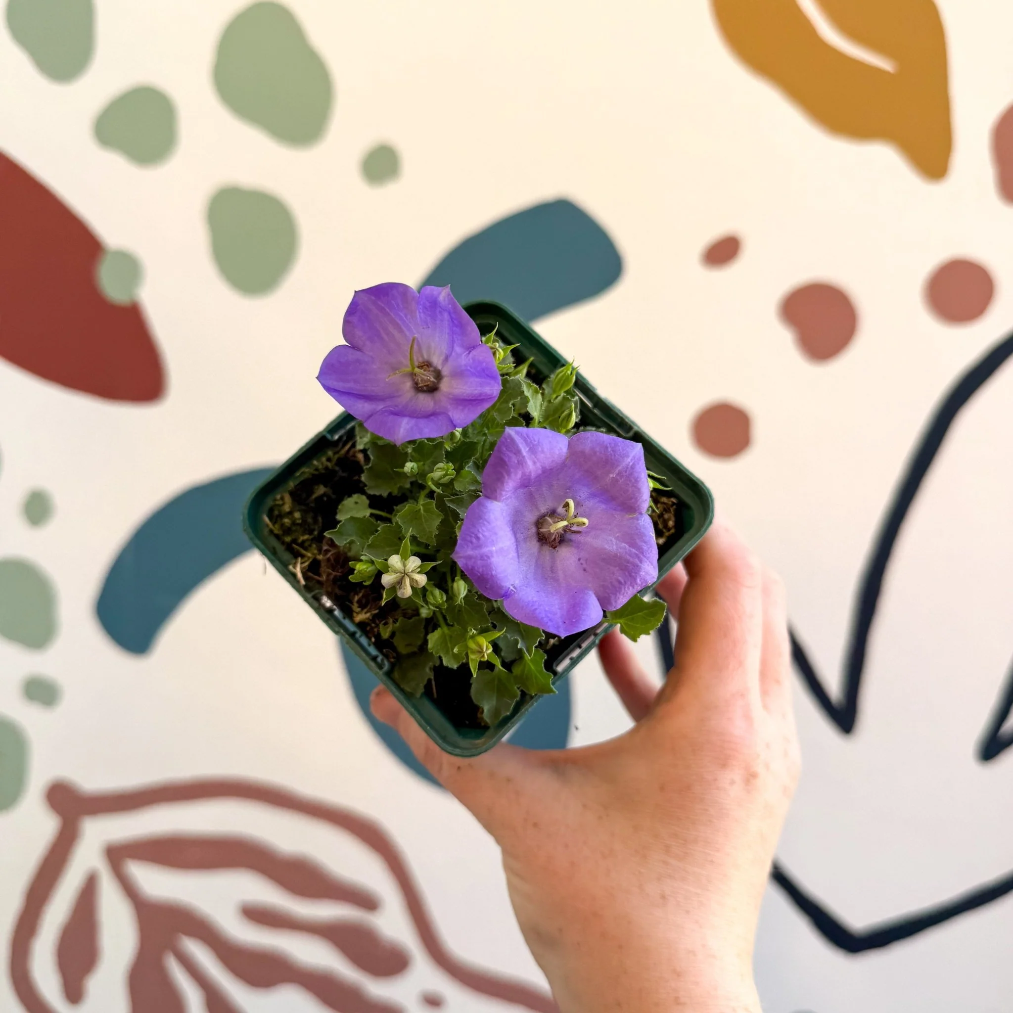 Campanula carpatica 'Blaue Clips' - British Grown
