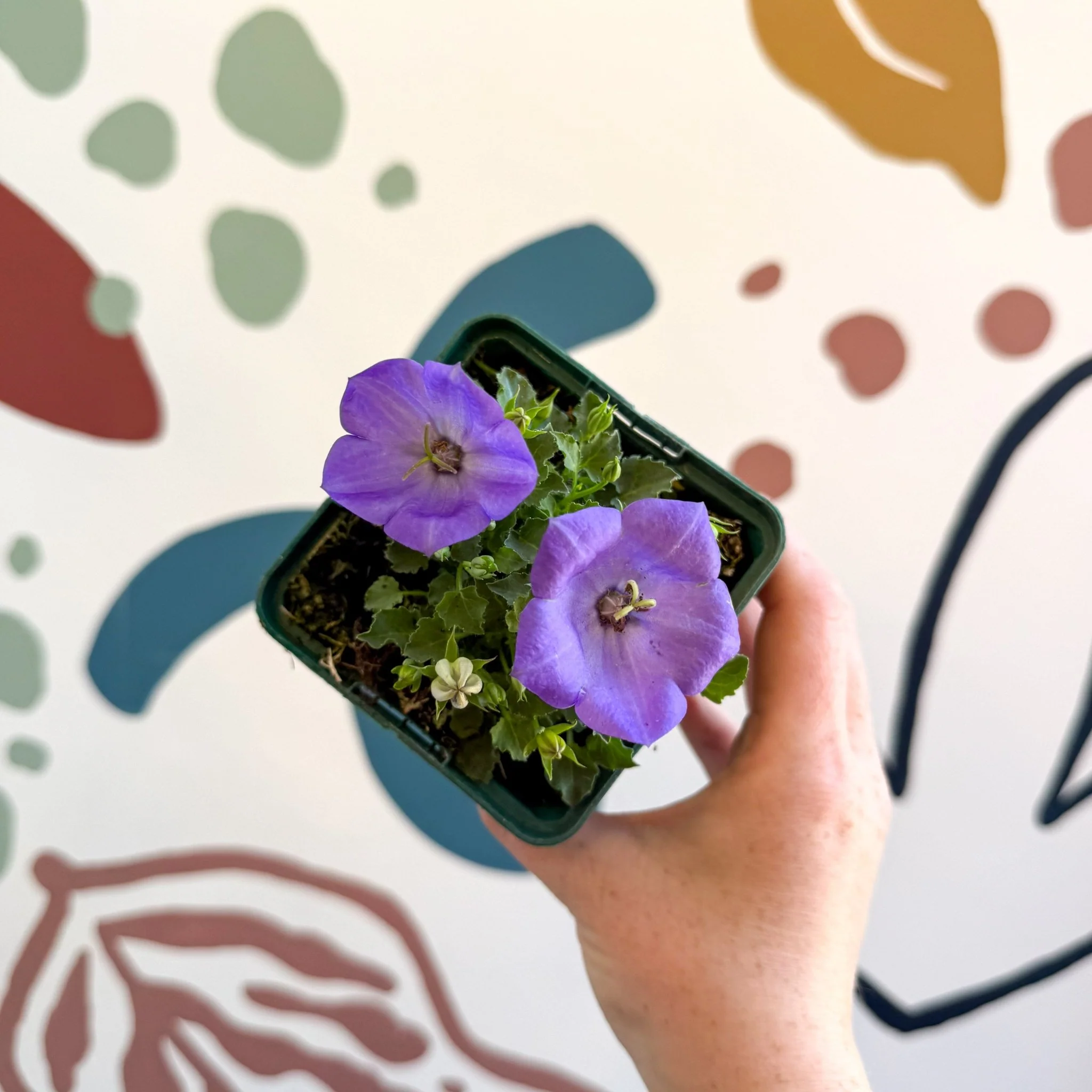 Campanula carpatica 'Blaue Clips' - British Grown - Image 2