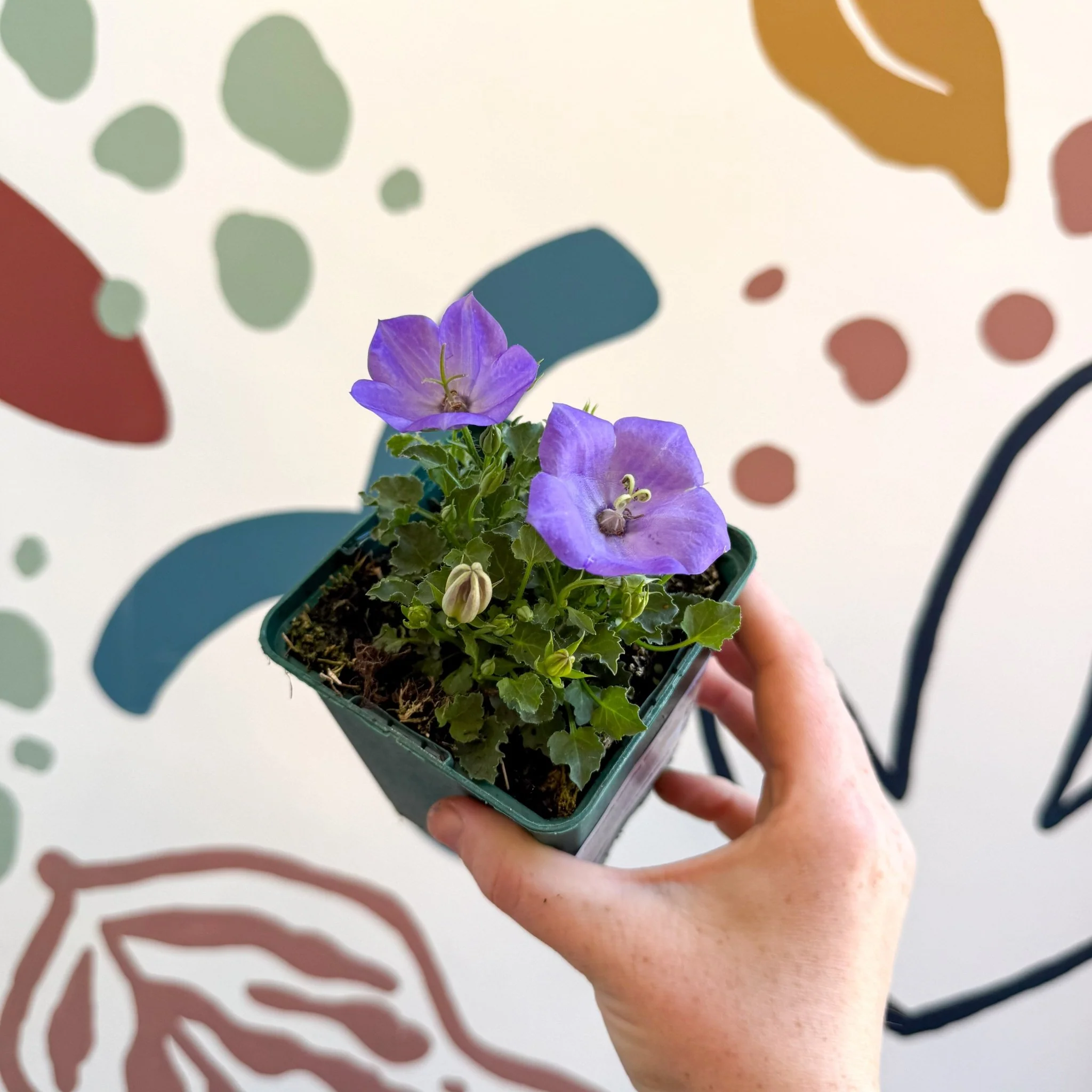 Campanula carpatica 'Blaue Clips' - British Grown - Image 3