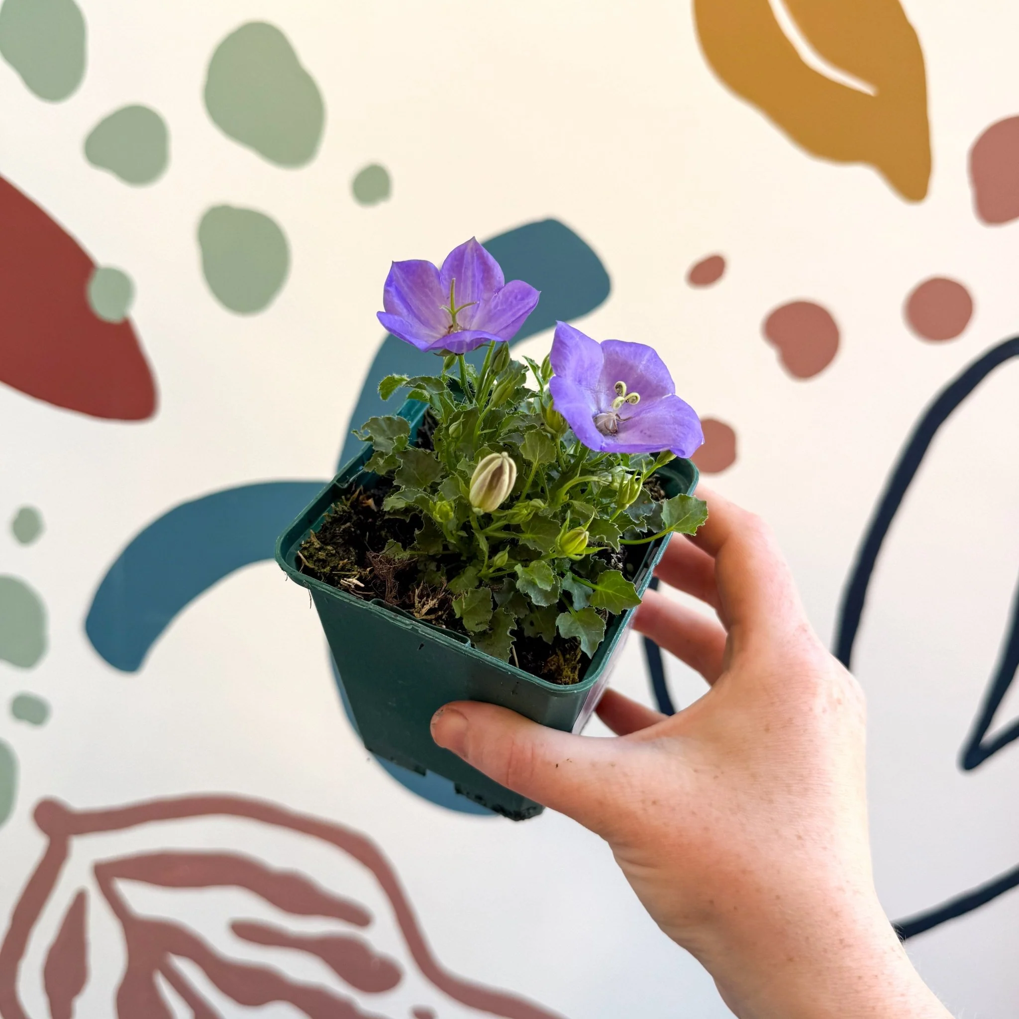 Campanula carpatica 'Blaue Clips' - British Grown - Image 5