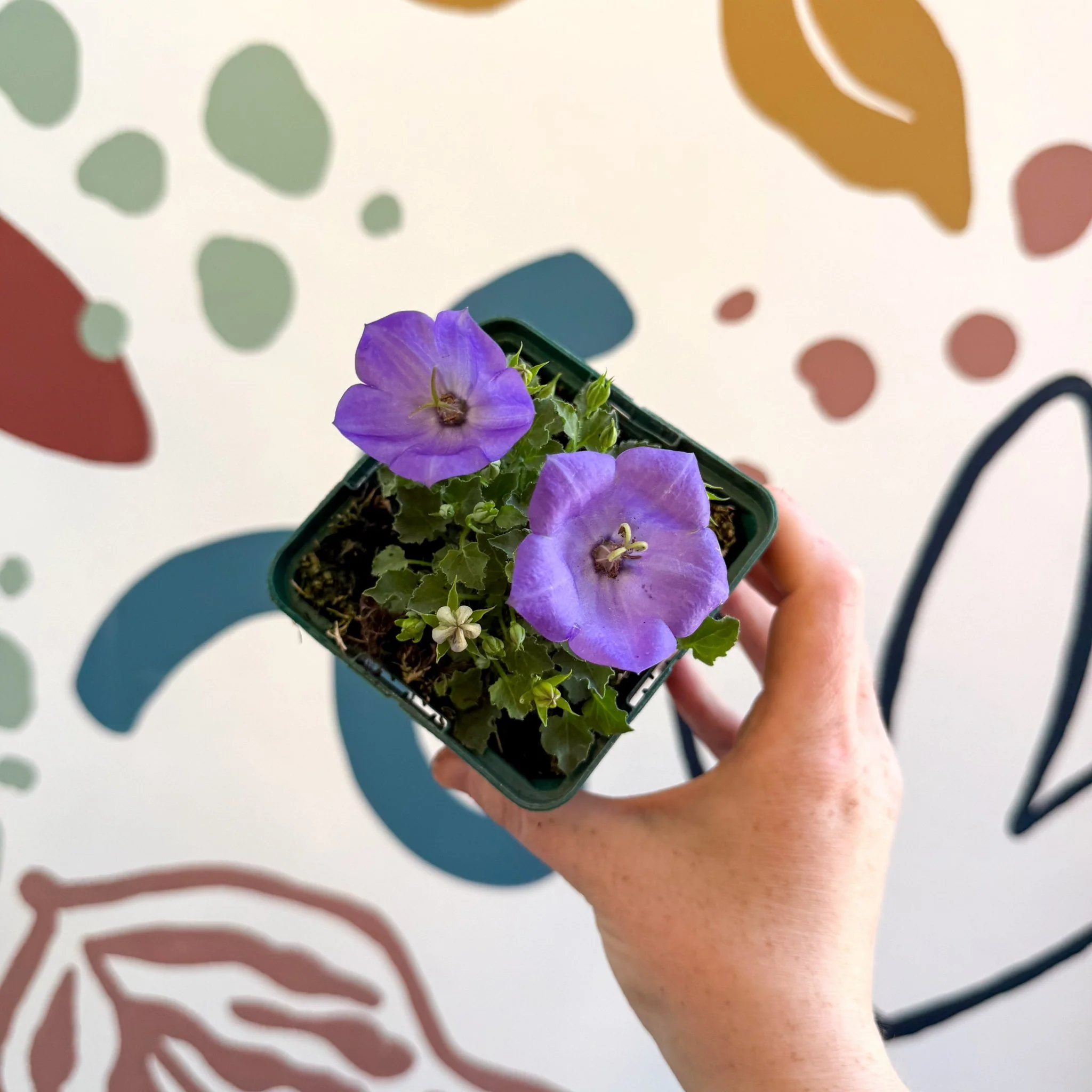 Campanula carpatica 'Blaue Clips' - British Grown - Image 6