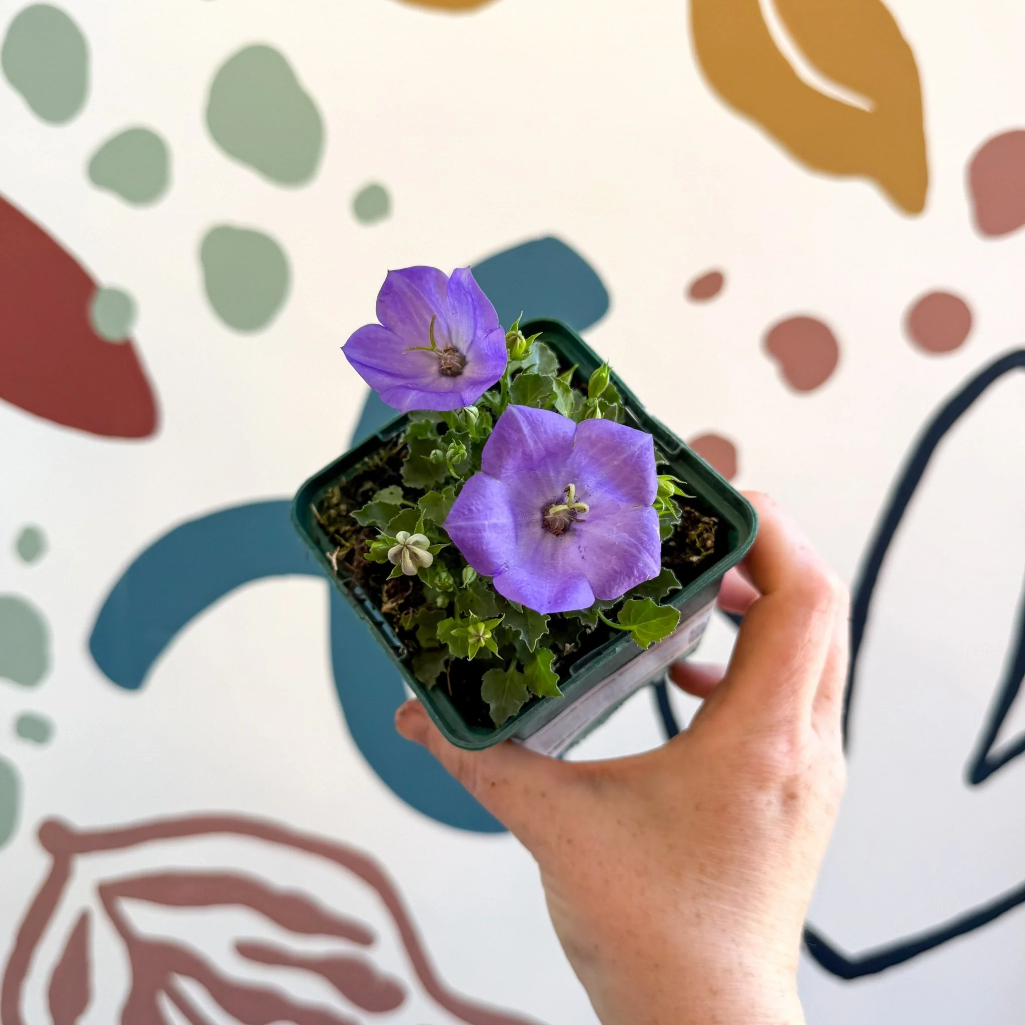Campanula carpatica 'Blaue Clips' - British Grown - Image 7