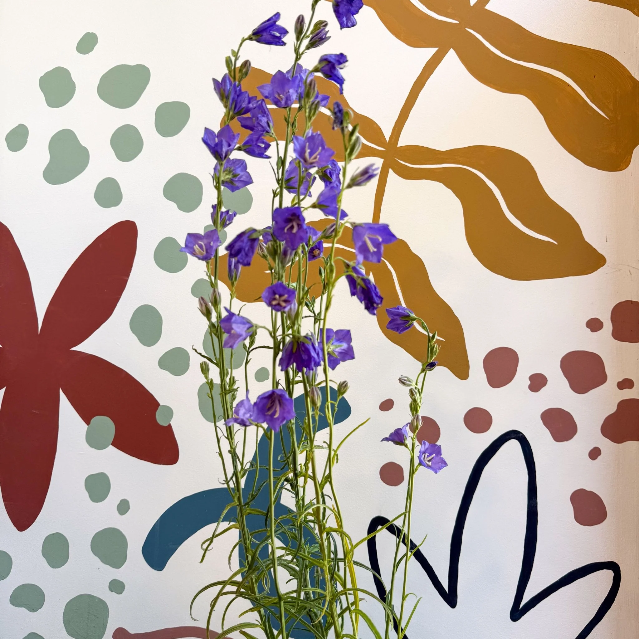 Campanula persicifolia ‘Telham Beauty’ - British Grown - Image 2