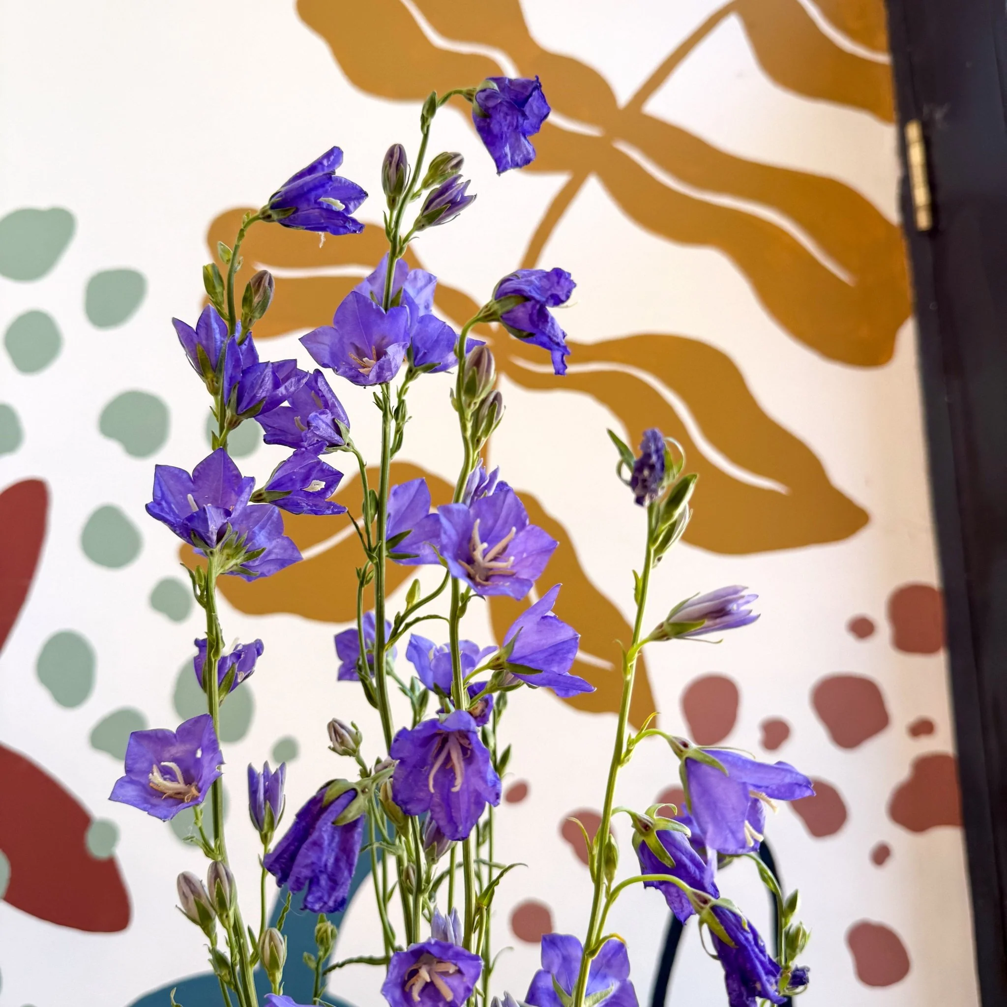 Campanula persicifolia ‘Telham Beauty’ - British Grown - Image 3