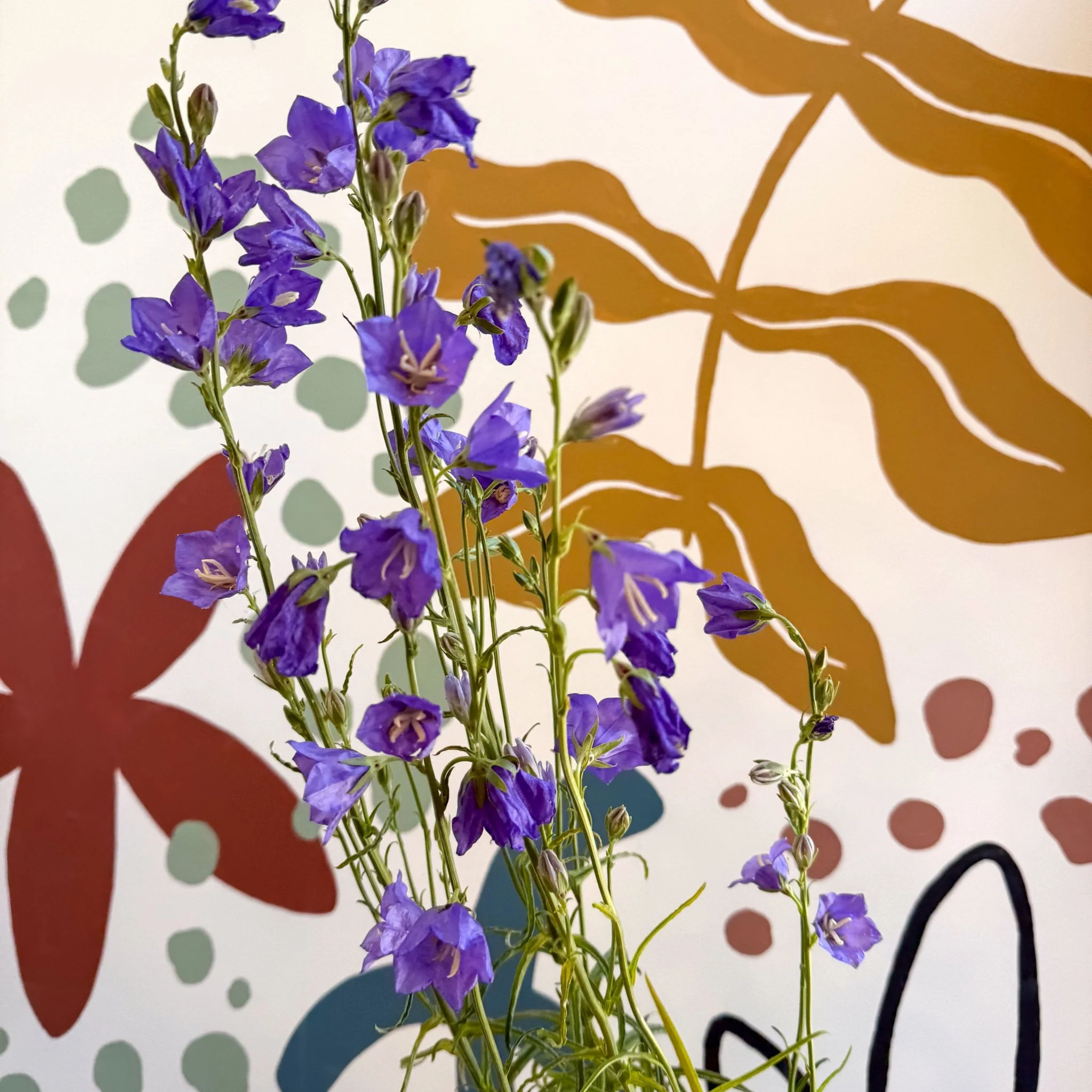 Campanula persicifolia ‘Telham Beauty’ - British Grown - Image 6