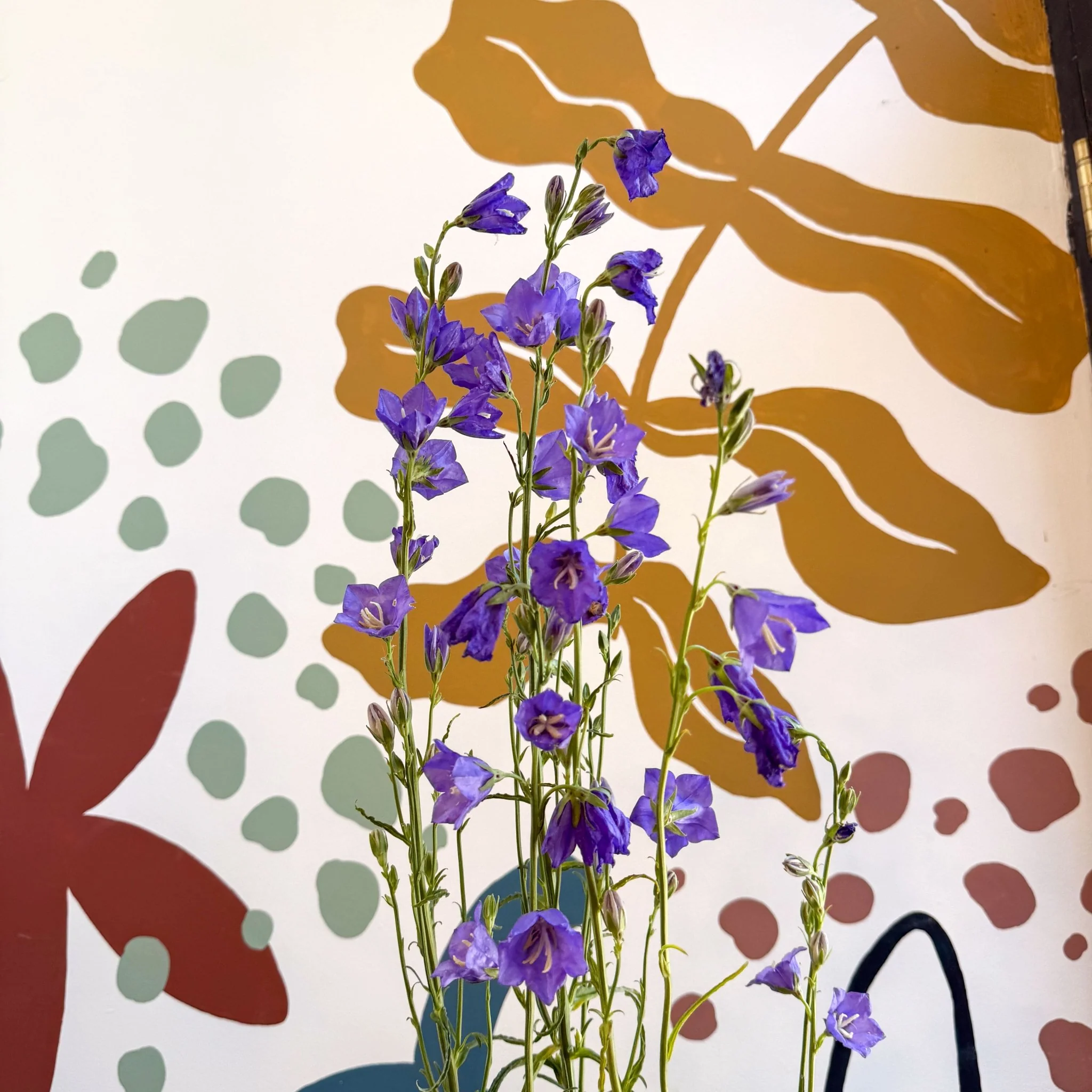 Campanula persicifolia ‘Telham Beauty’ - British Grown - Image 7