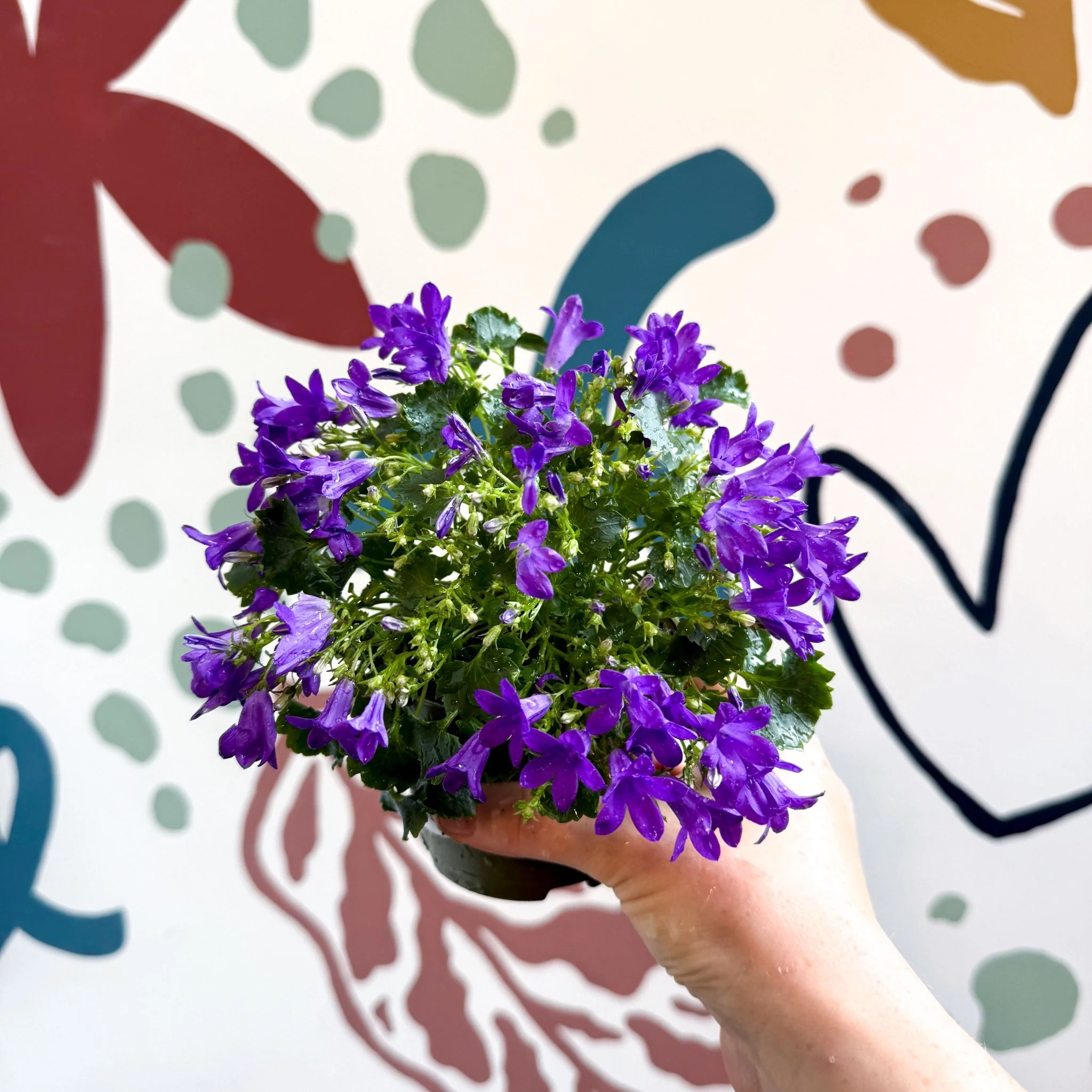 Campanula ‘Get Mee Blue’ - Wall Bellflower