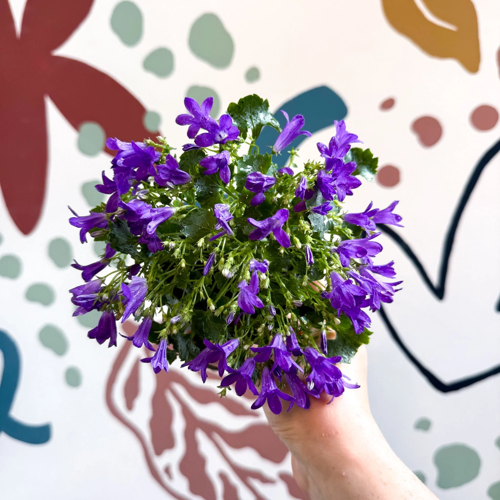 Campanula ‘Get Mee Blue’ - Wall Bellflower - Image 10