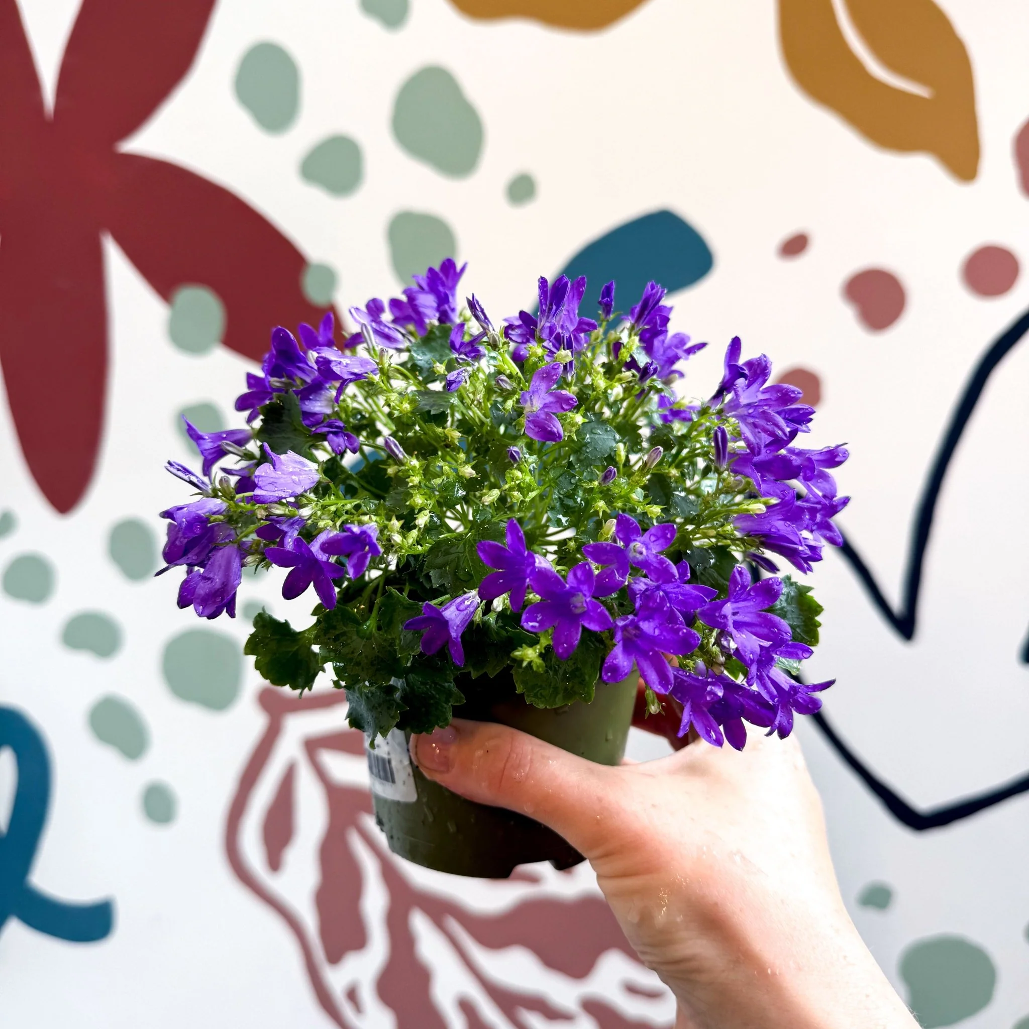 Campanula ‘Get Mee Blue’ - Wall Bellflower - Image 11