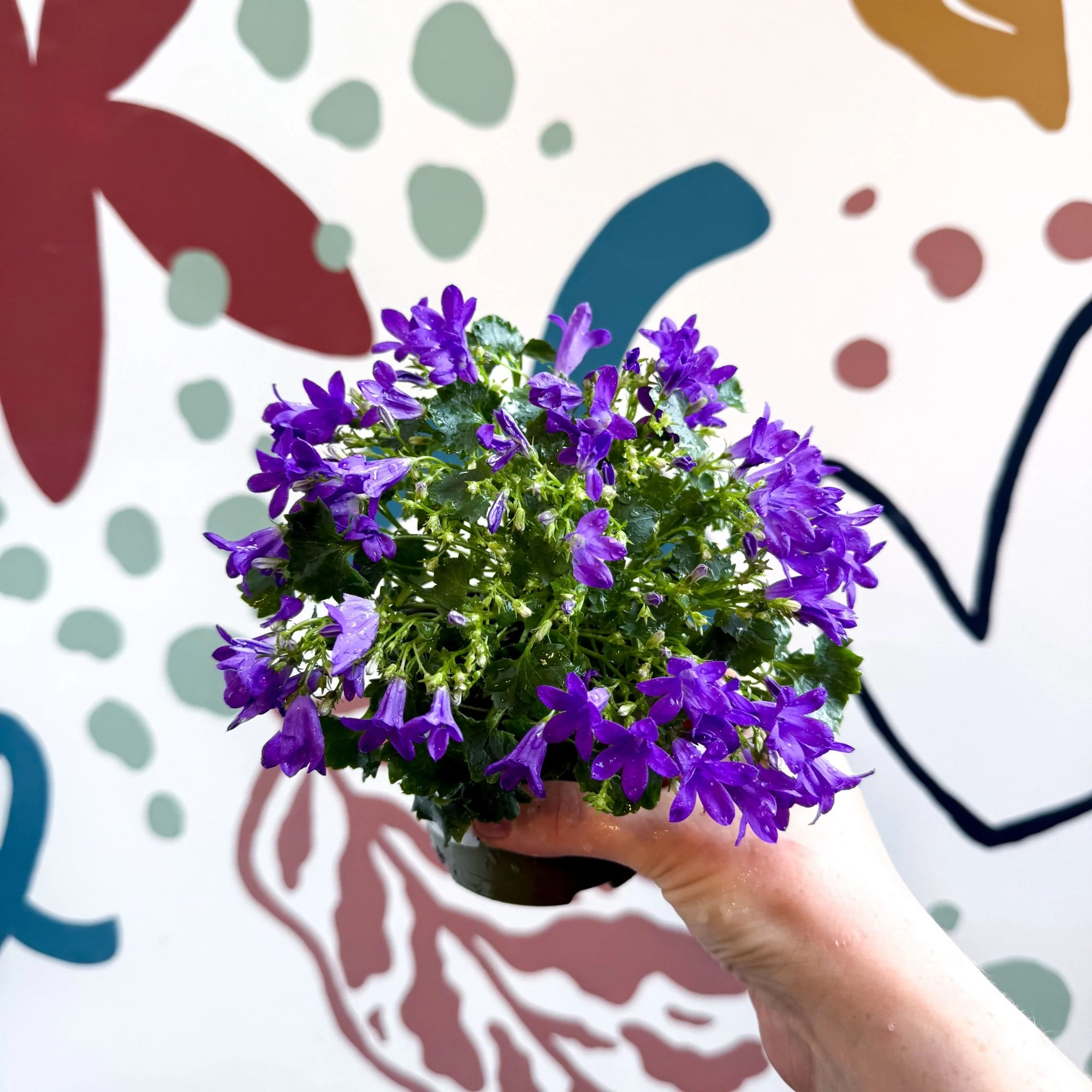 Campanula ‘Get Mee Blue’ - Wall Bellflower - Image 2