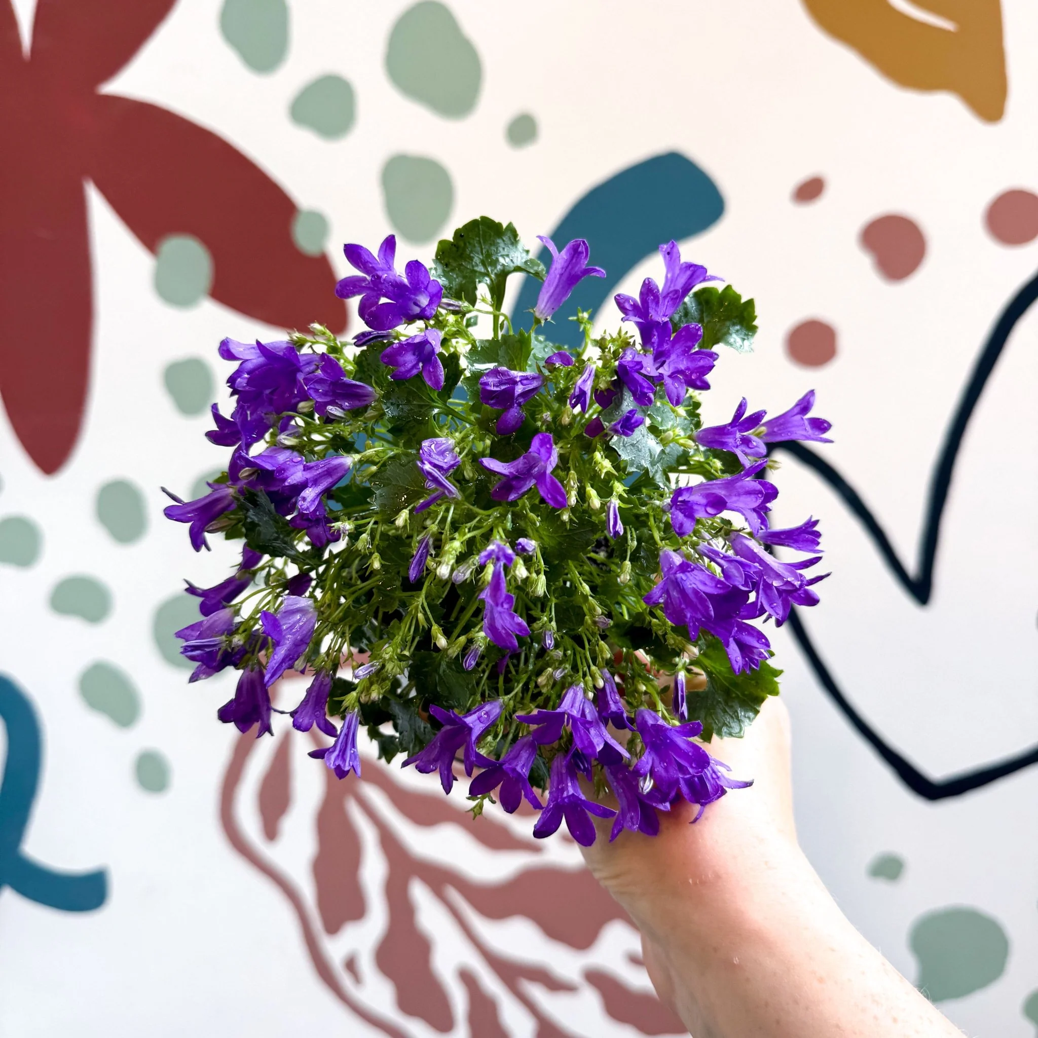 Campanula ‘Get Mee Blue’ - Wall Bellflower - Image 3