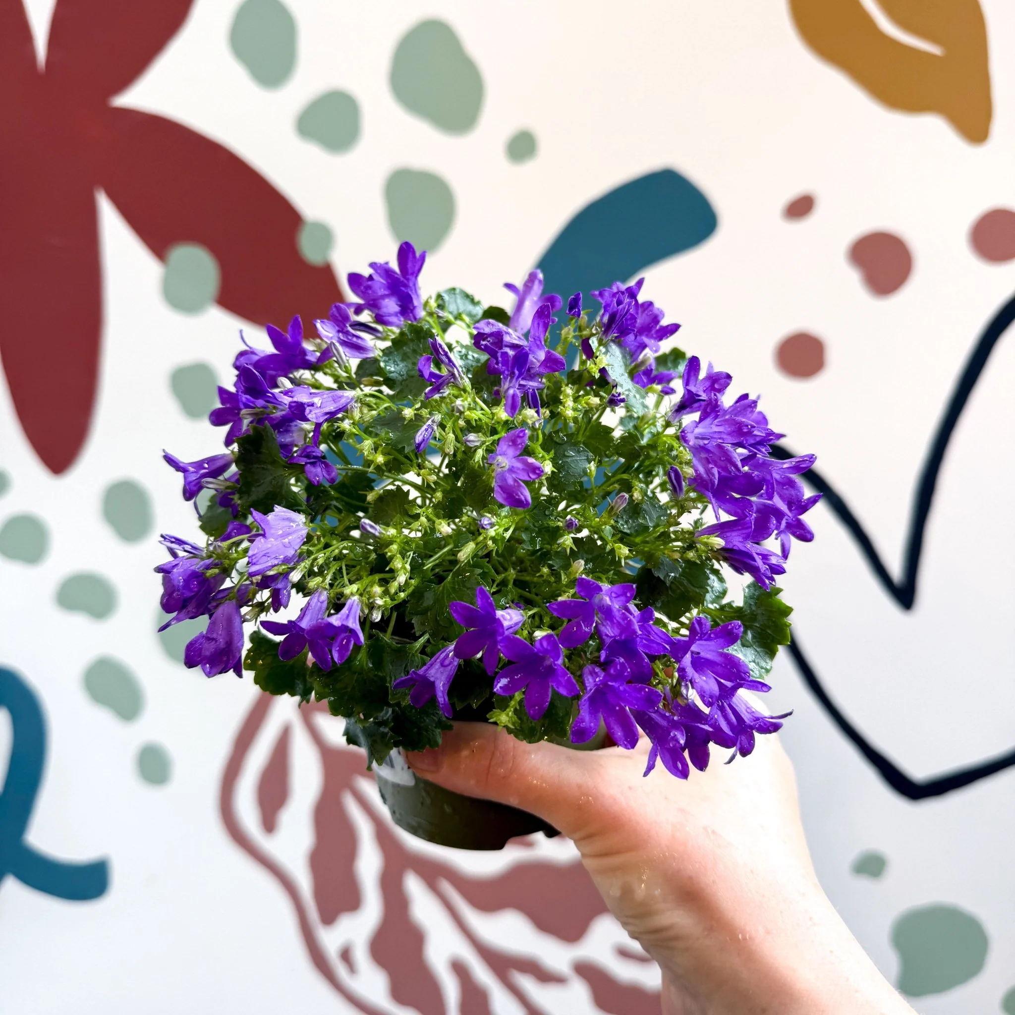Campanula ‘Get Mee Blue’ - Wall Bellflower - Image 4