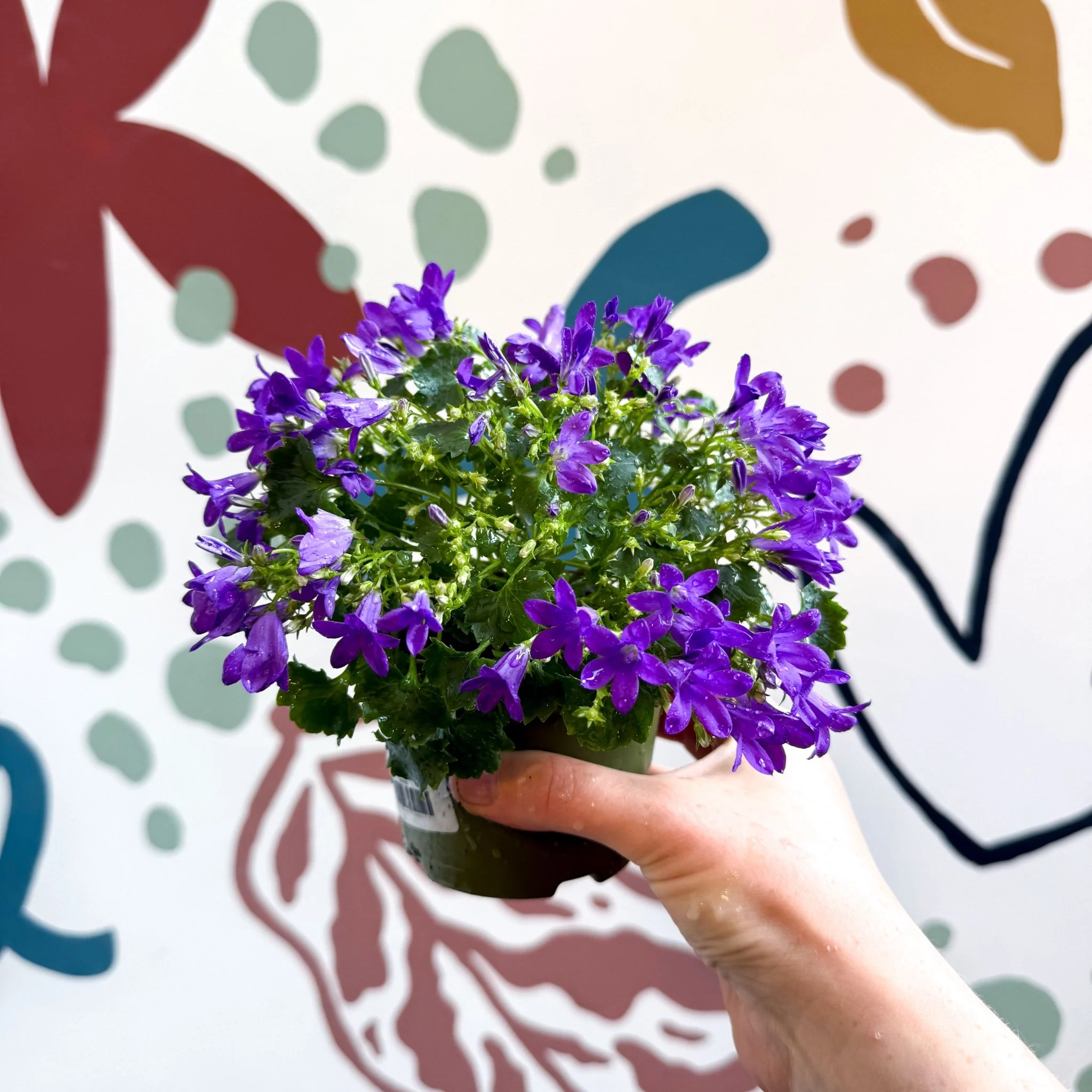 Campanula ‘Get Mee Blue’ - Wall Bellflower - Image 5