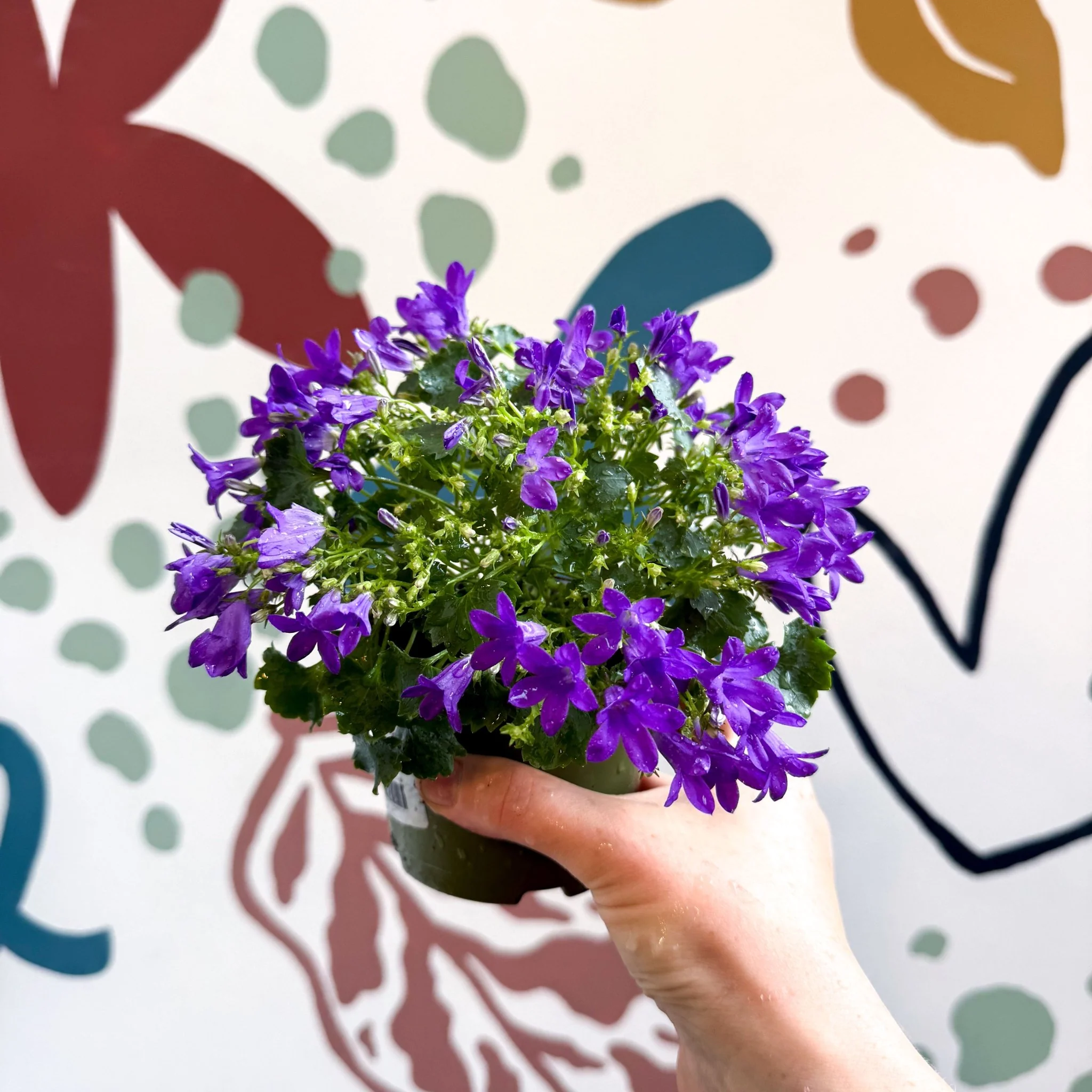 Campanula ‘Get Mee Blue’ - Wall Bellflower - Image 6