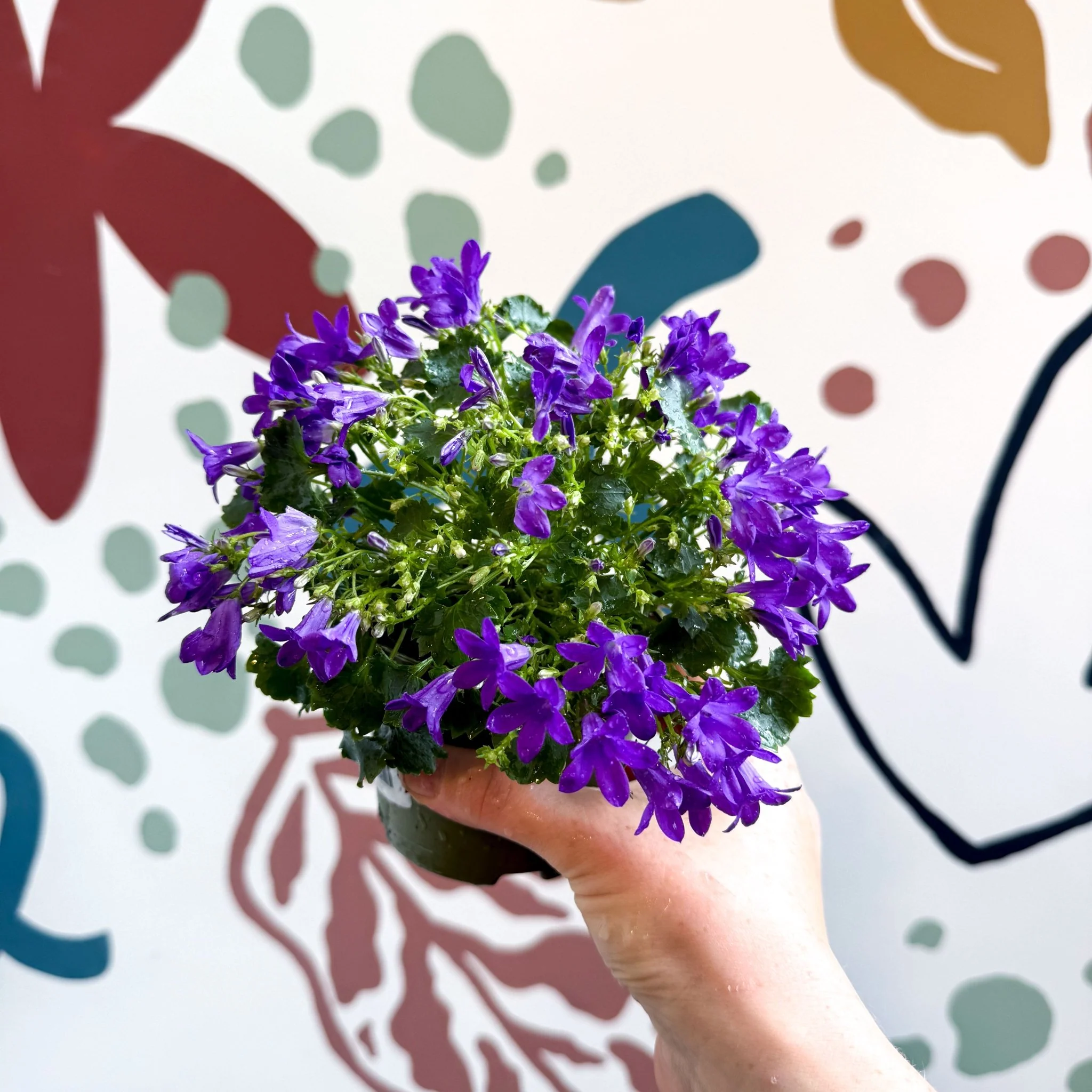 Campanula ‘Get Mee Blue’ - Wall Bellflower - Image 7