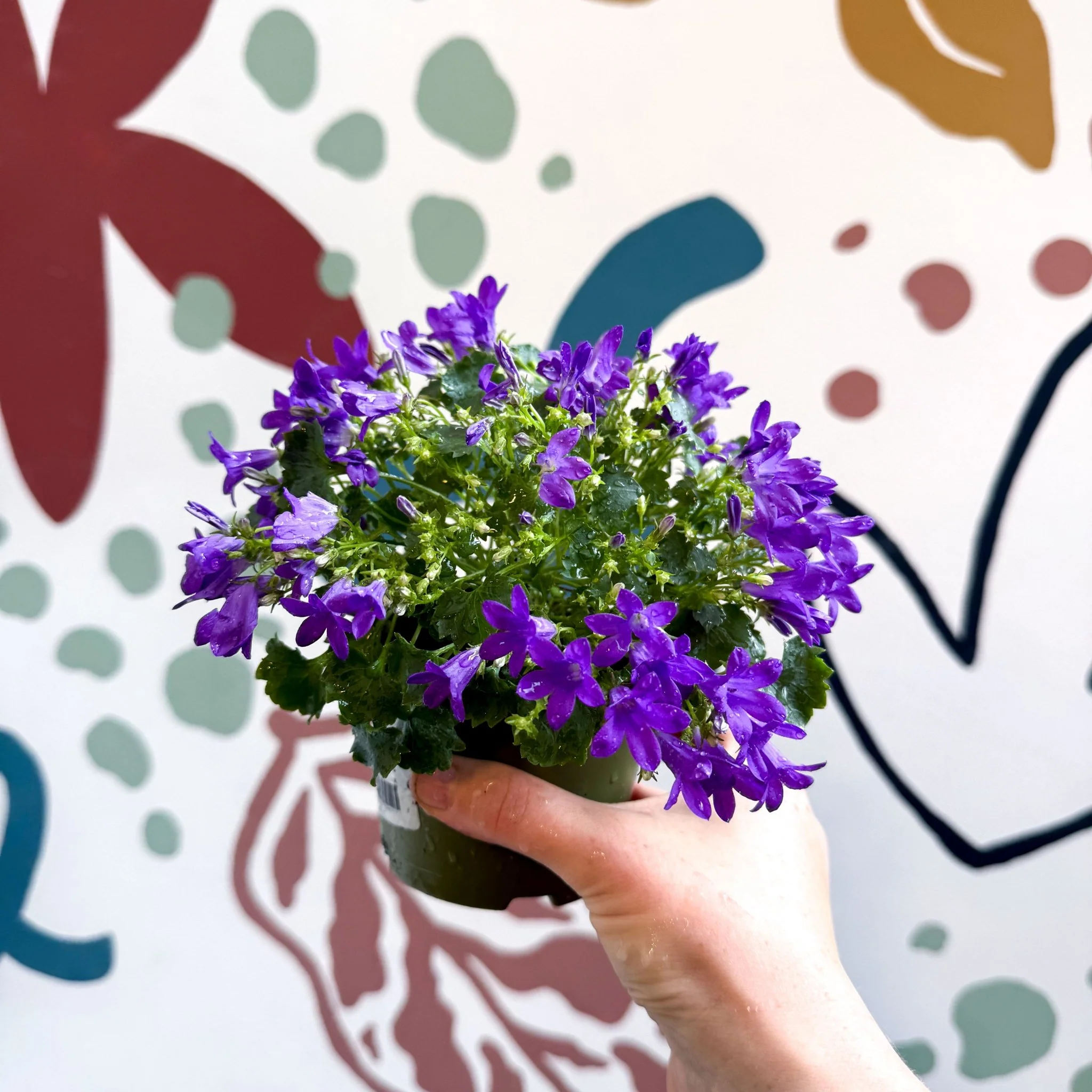 Campanula ‘Get Mee Blue’ - Wall Bellflower - Image 8