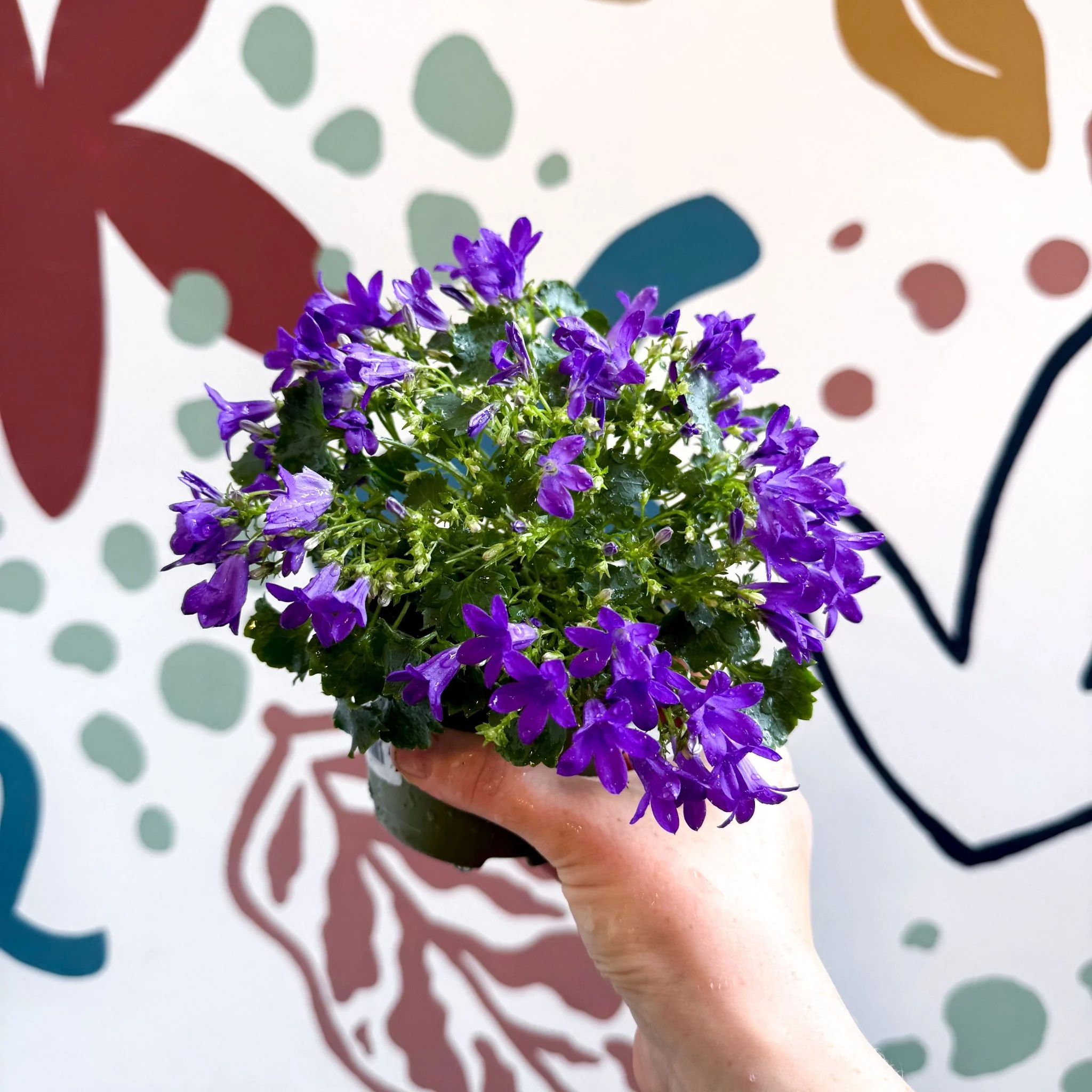 Campanula ‘Get Mee Blue’ - Wall Bellflower - Image 9