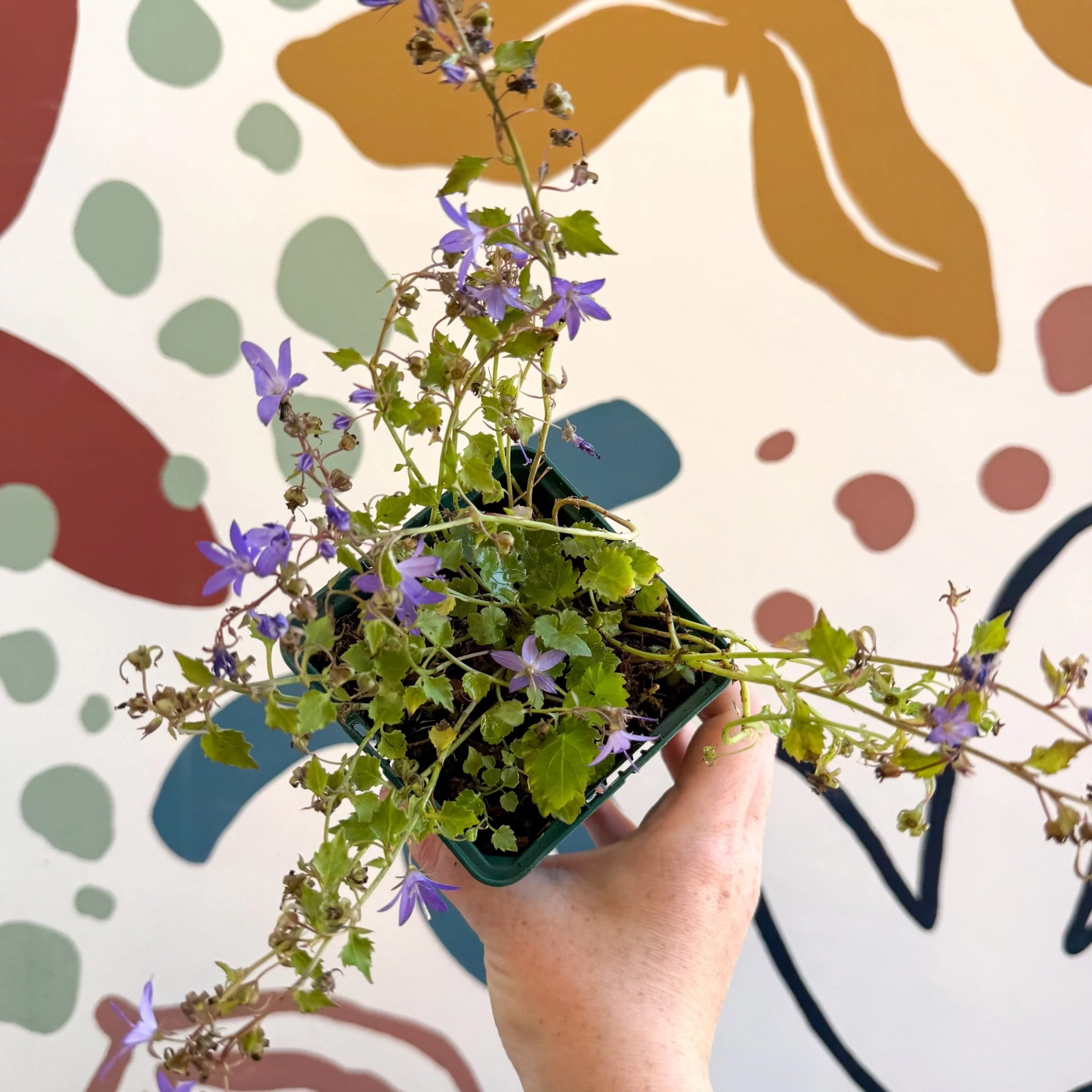 Campanula poscharskyana 'Stella' - British Grown - Image 6