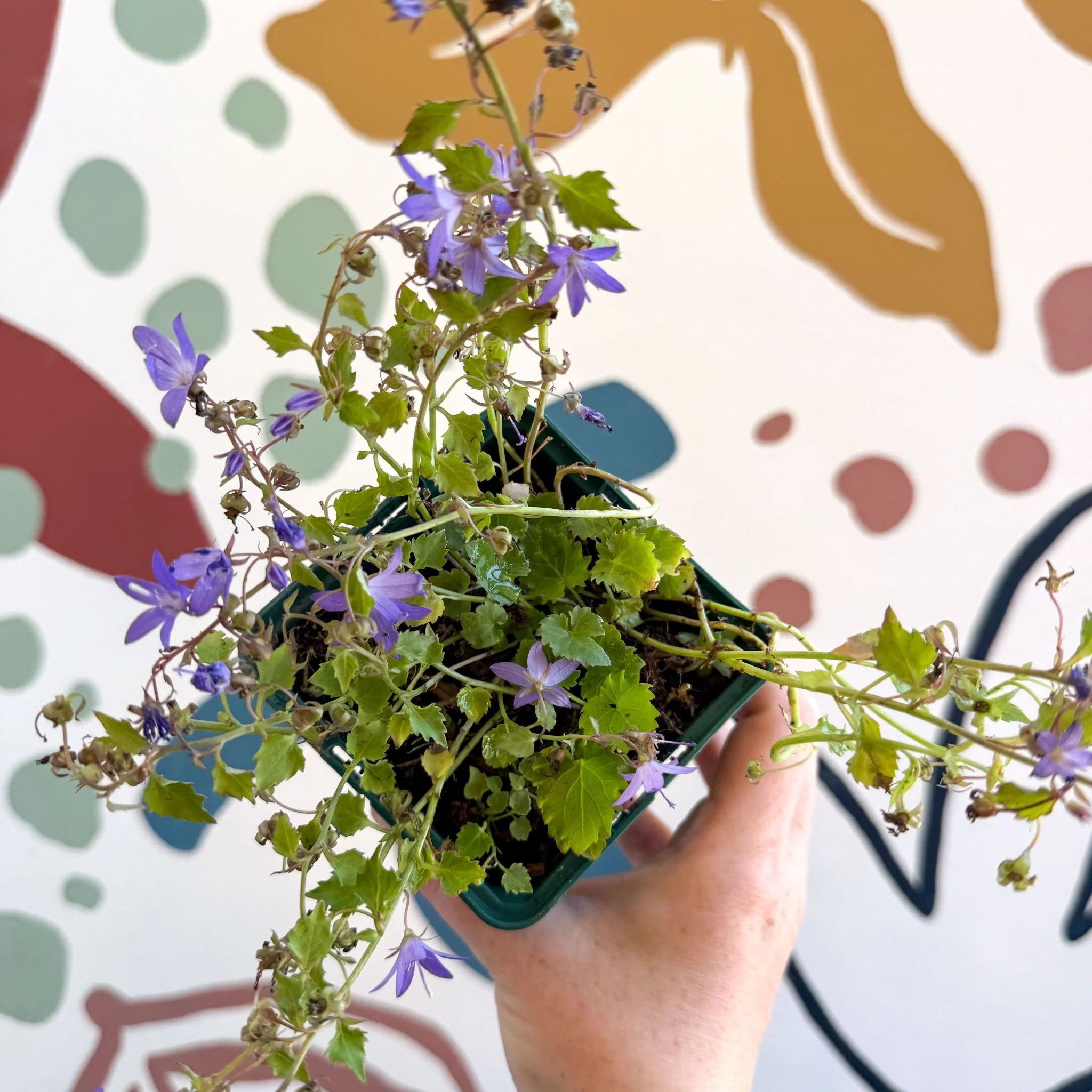 Campanula poscharskyana 'Stella' - British Grown - Image 7