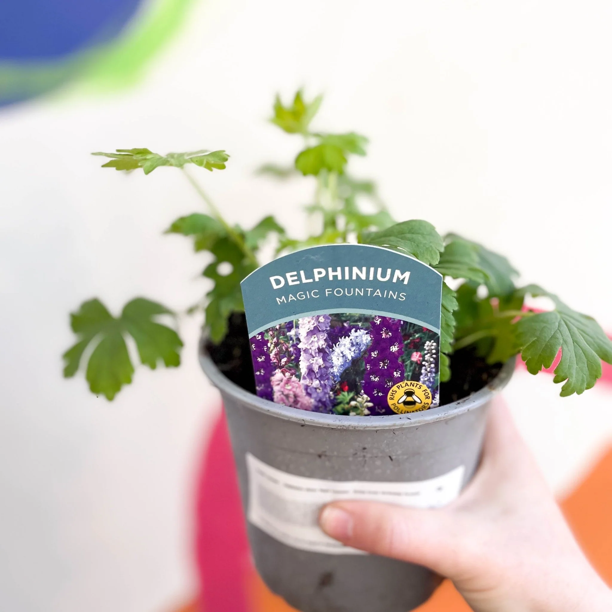 Delphinium elatum 'Magic Fountains' - [British Grown Herbaceous Perennial]