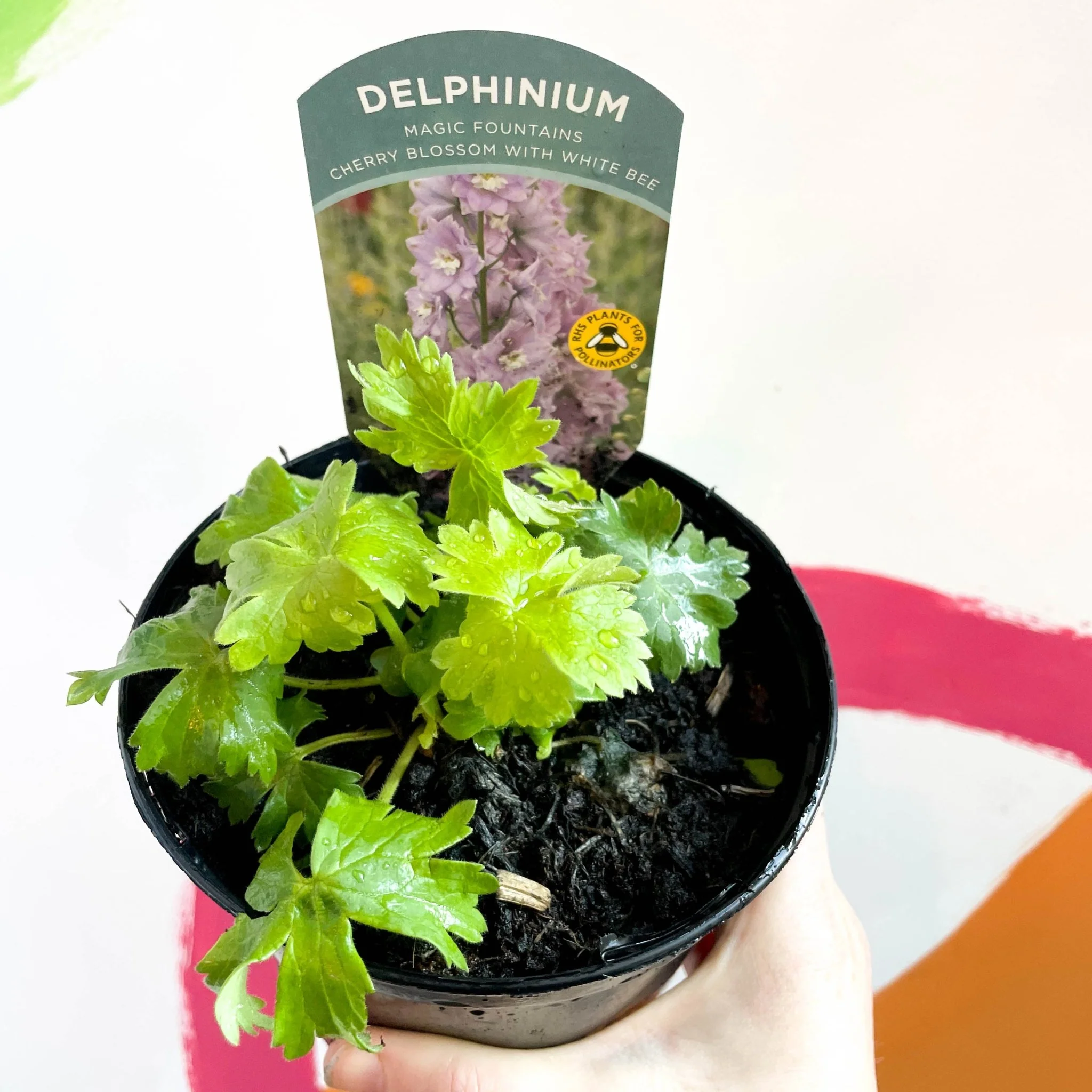 Delphinium elatum 'Magic Fountains Cherry Blossom with White Bee' [British Grown Herbaceous Perennial]