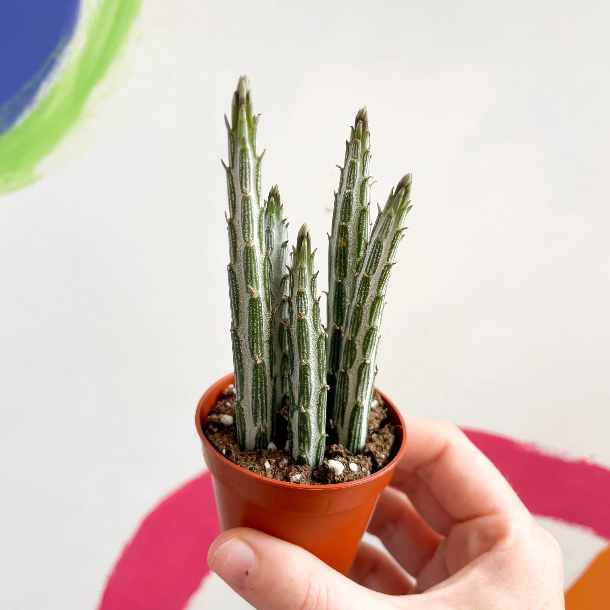 Stapelia stapeliiformis - Candle Plant