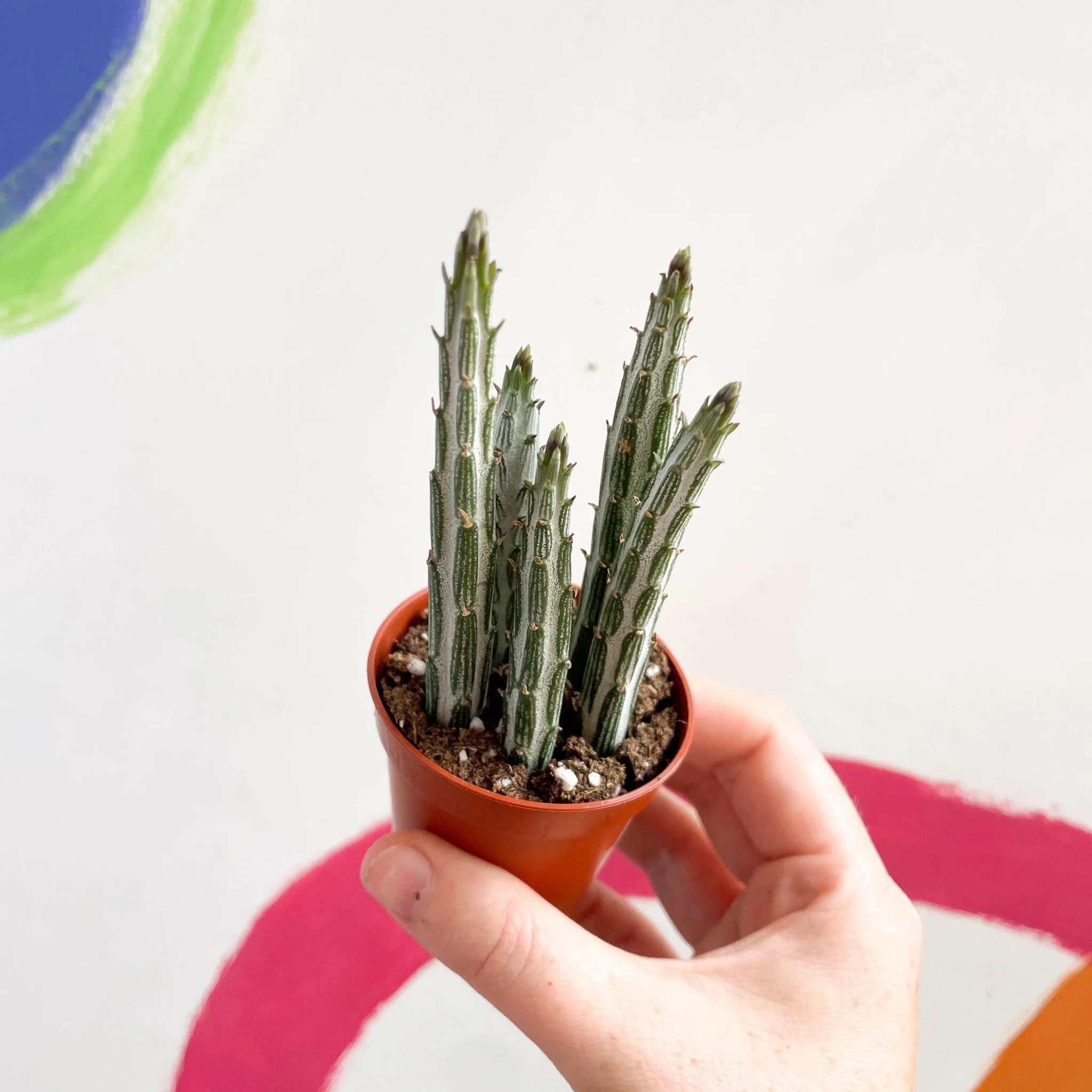Stapelia stapeliiformis - Candle Plant - Image 2