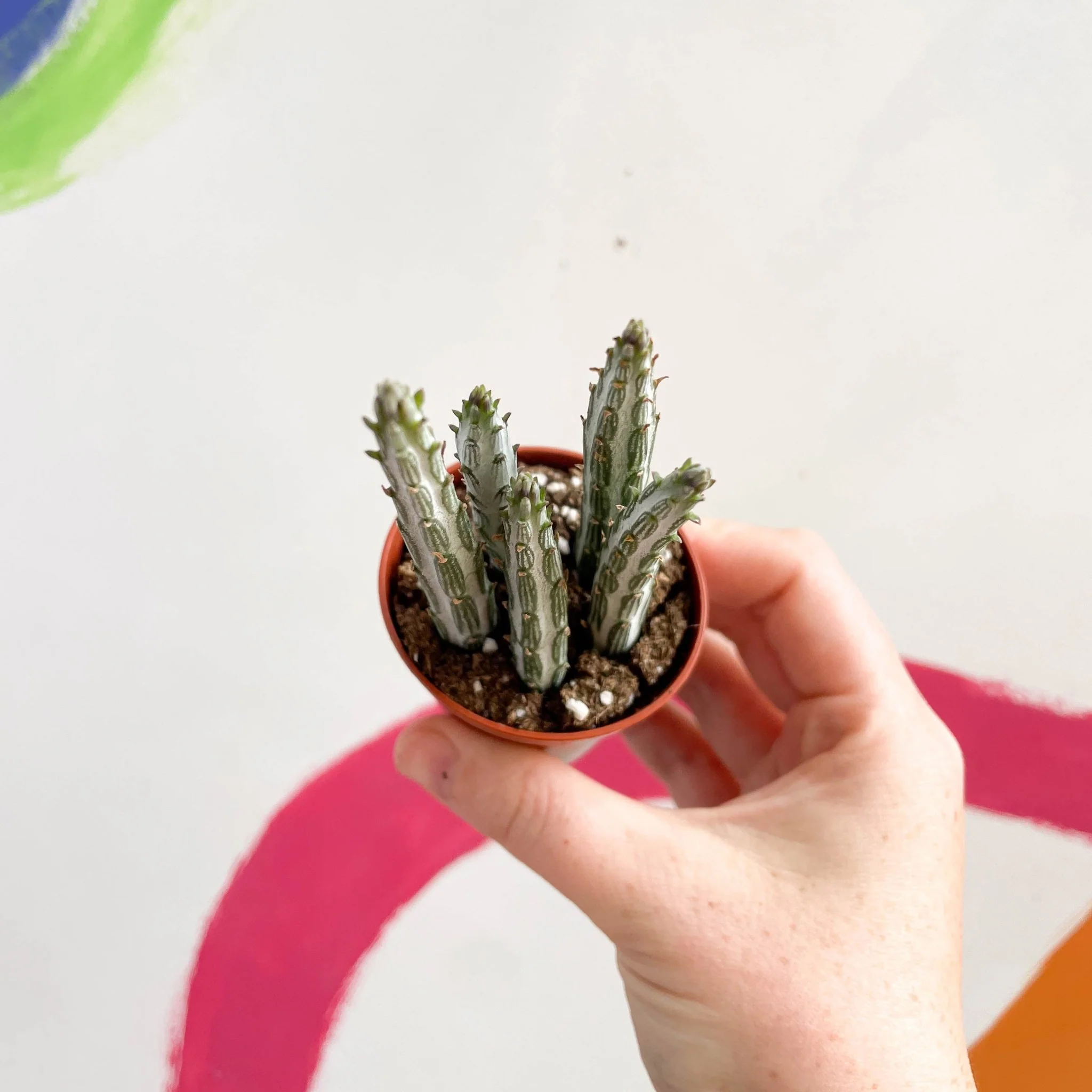 Stapelia stapeliiformis - Candle Plant - Image 3