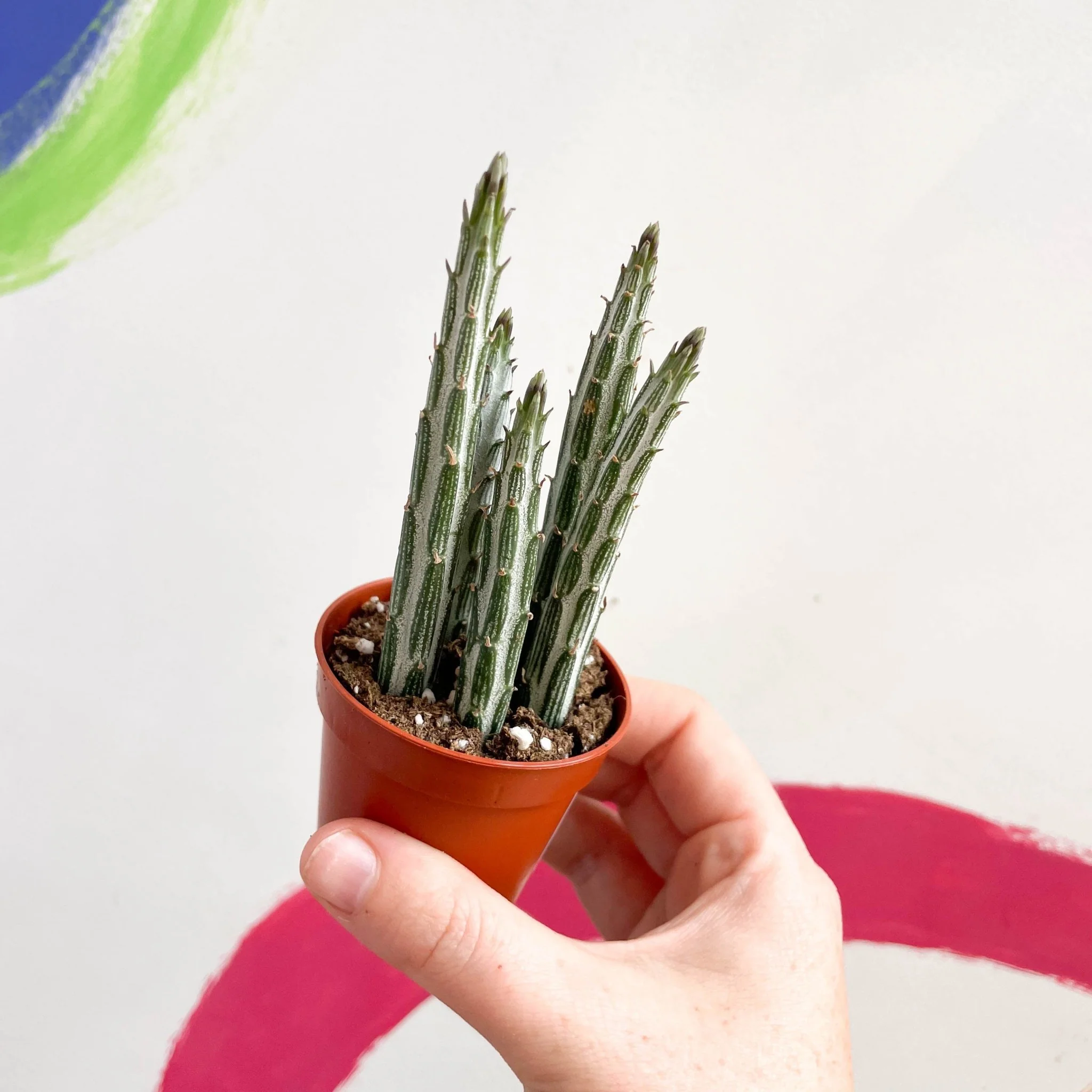 Stapelia stapeliiformis - Candle Plant - Image 4